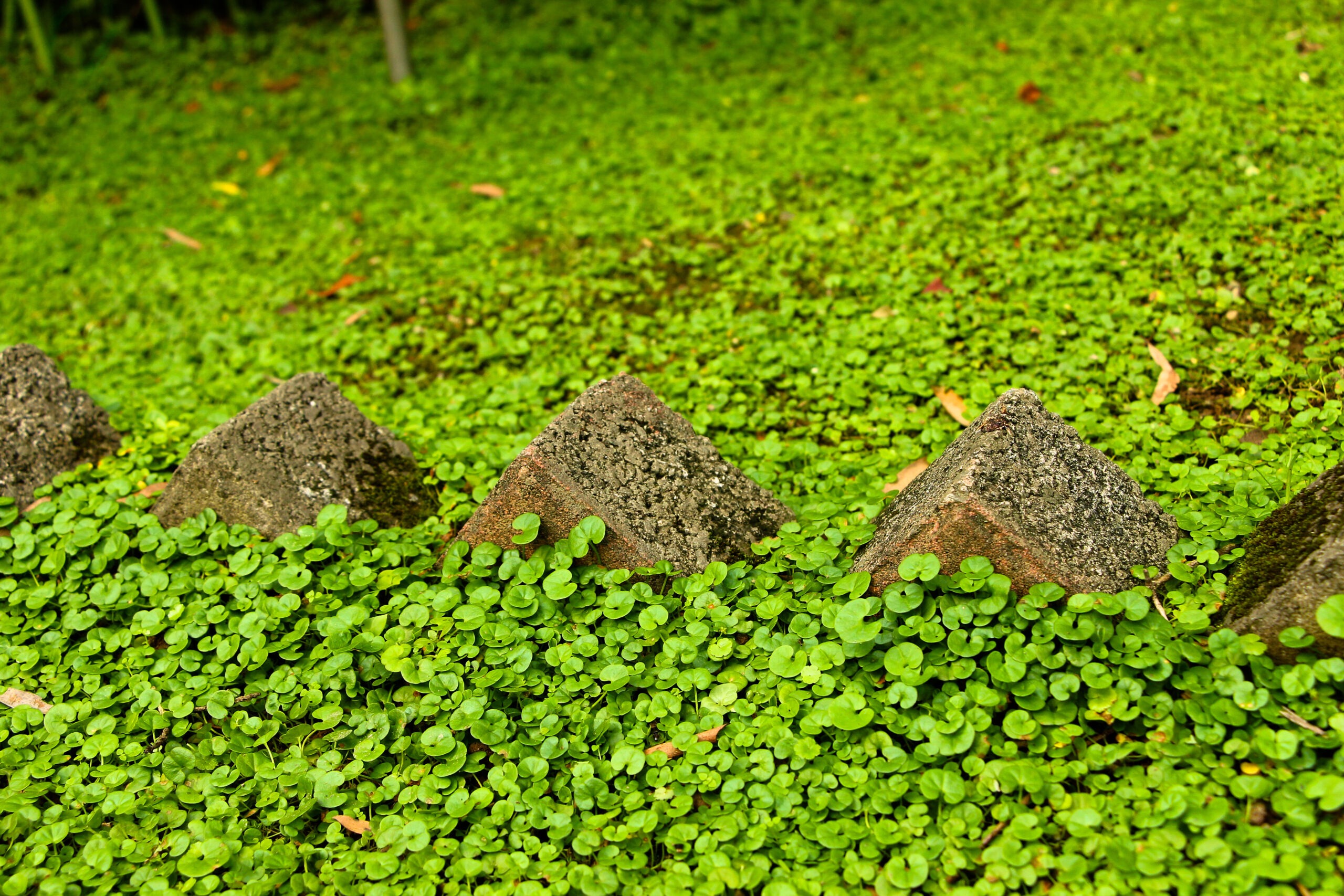 Cây cảnh "lên đời" từ cỏ dại, tựa thác vàng, thác bạc, trồng trong nhà chiêu tài, rước lộc, thêm may mắn- Ảnh 2.