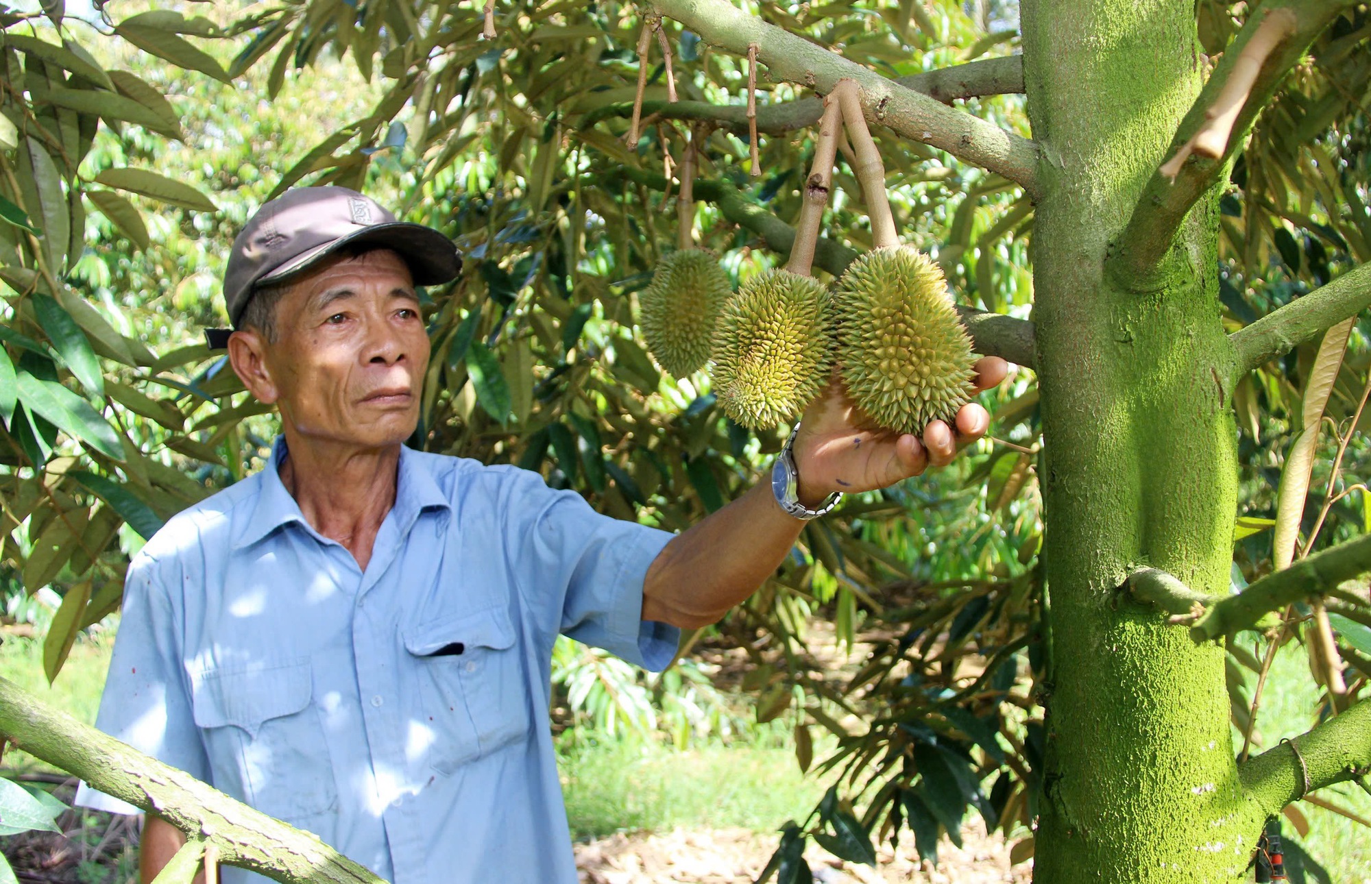 Nông dân 'hái ra tiền' ở Bình Định nhờ trồng cây ăn quả sạch - Ảnh 3.