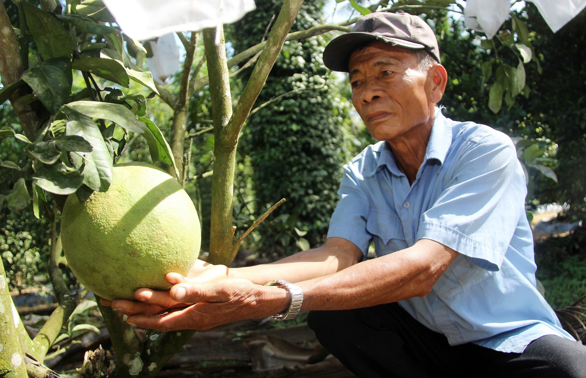 Nông dân 'hái ra tiền' ở Bình Định nhờ trồng cây ăn quả sạch - Ảnh 9.