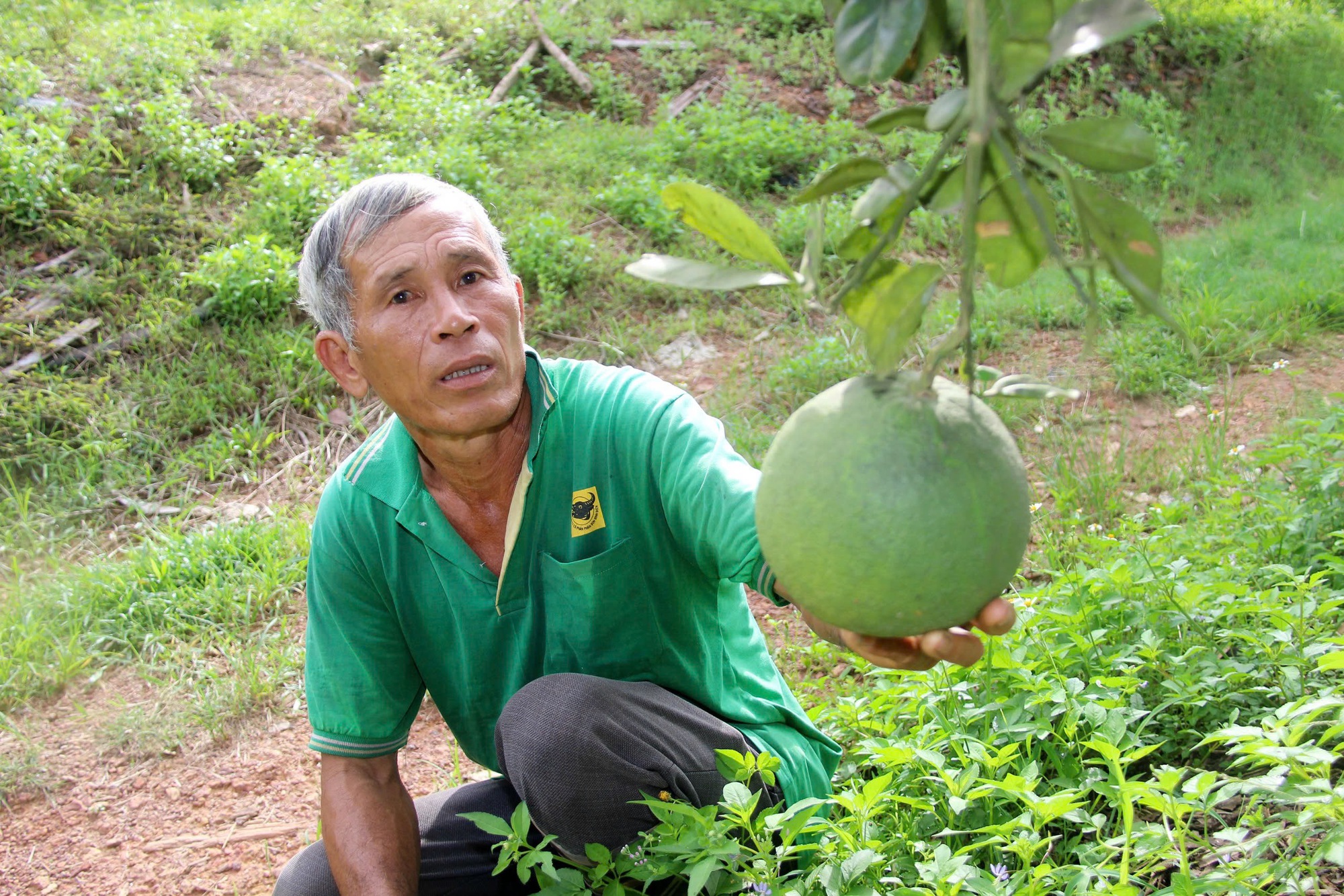 Nông dân 'hái ra tiền' ở Bình Định nhờ trồng cây ăn quả sạch - Ảnh 10.