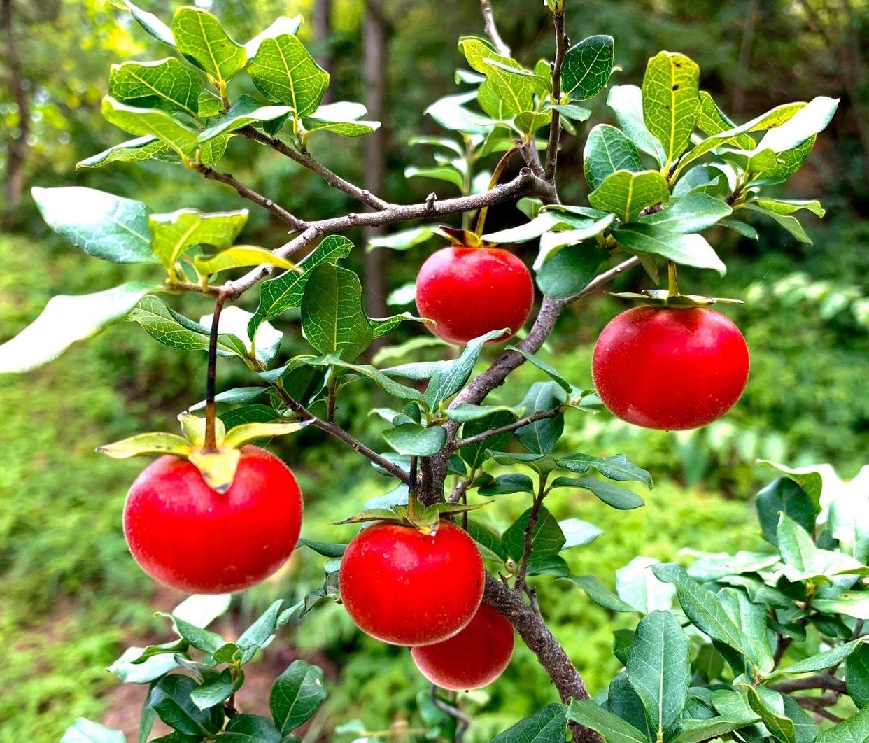 Người xưa nói: "Trồng cây cảnh vàng, con cháu giàu có, thịnh vượng", nhà giàu đặc biệt thích - Ảnh 4.