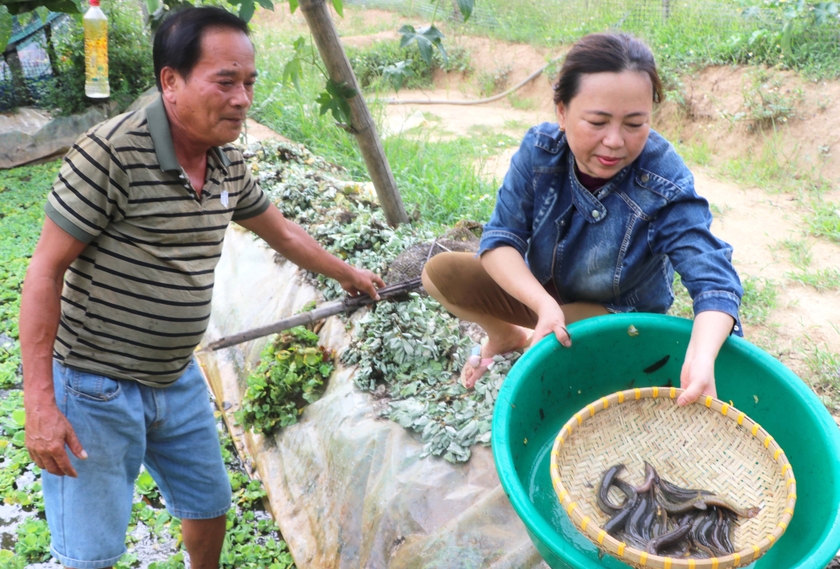 Liều nuôi cá chạch sụn, loài cá mới lạ, 2 ông nông dân Gia Lai bất ngờ trúng, bán 120.000 đồng/kg- Ảnh 2.