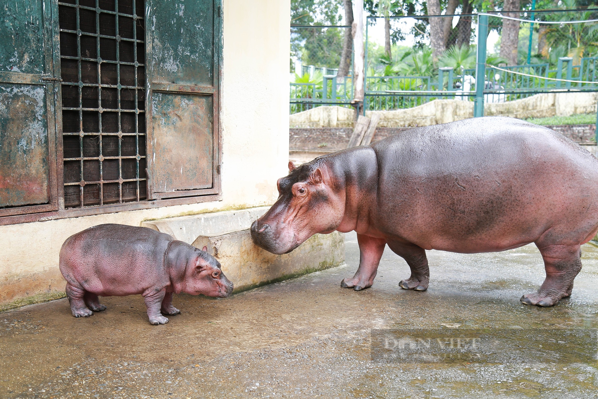 Cận cảnh Hà mã “Baby” đang gây bão mạng xã hội tại vườn thú Hà Nội- Ảnh 2.