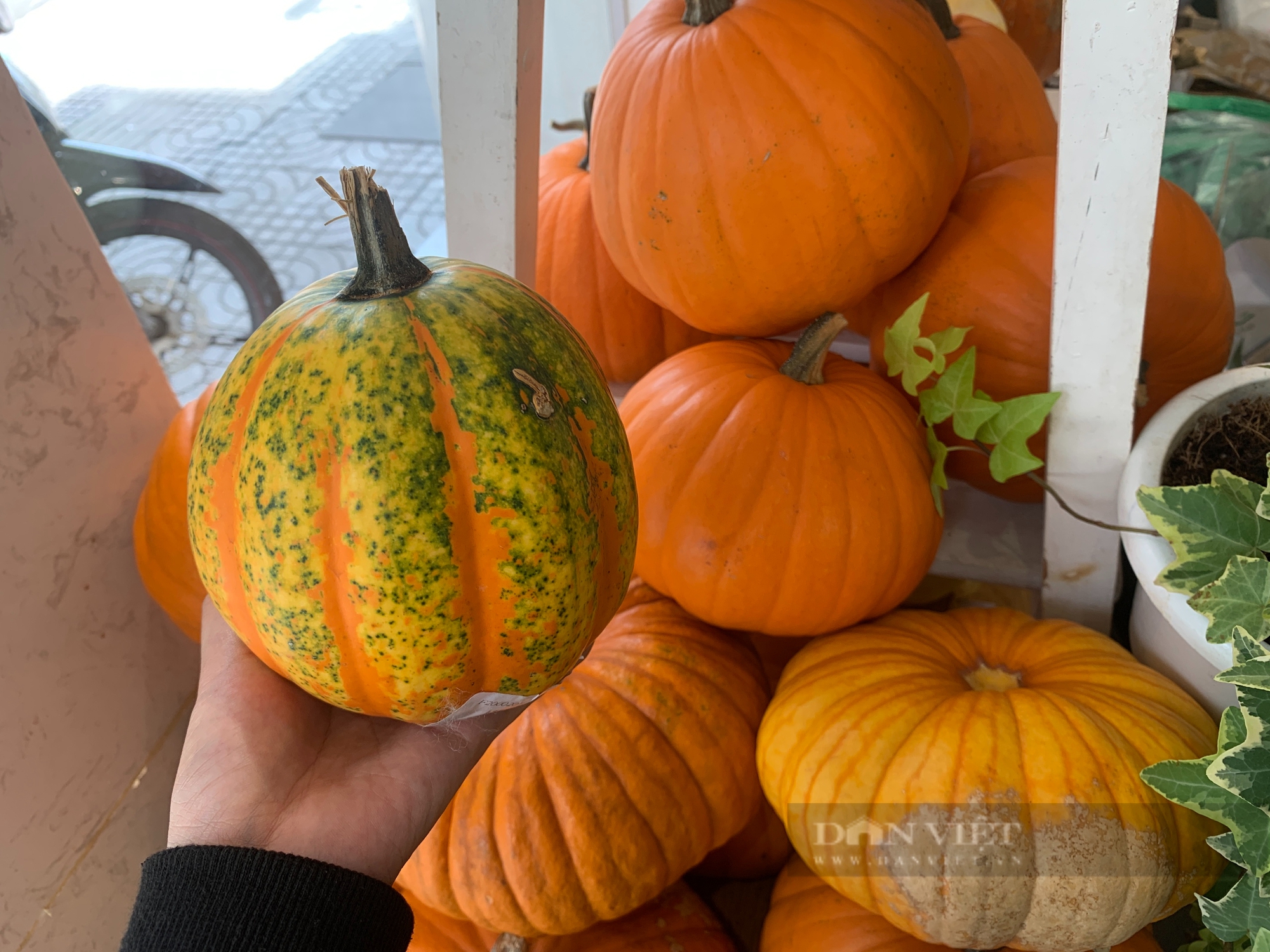 Bí ngô tiền triệu dịp Halloween hết sạch, nhiều nơi không còn hàng để bán - Ảnh 1.