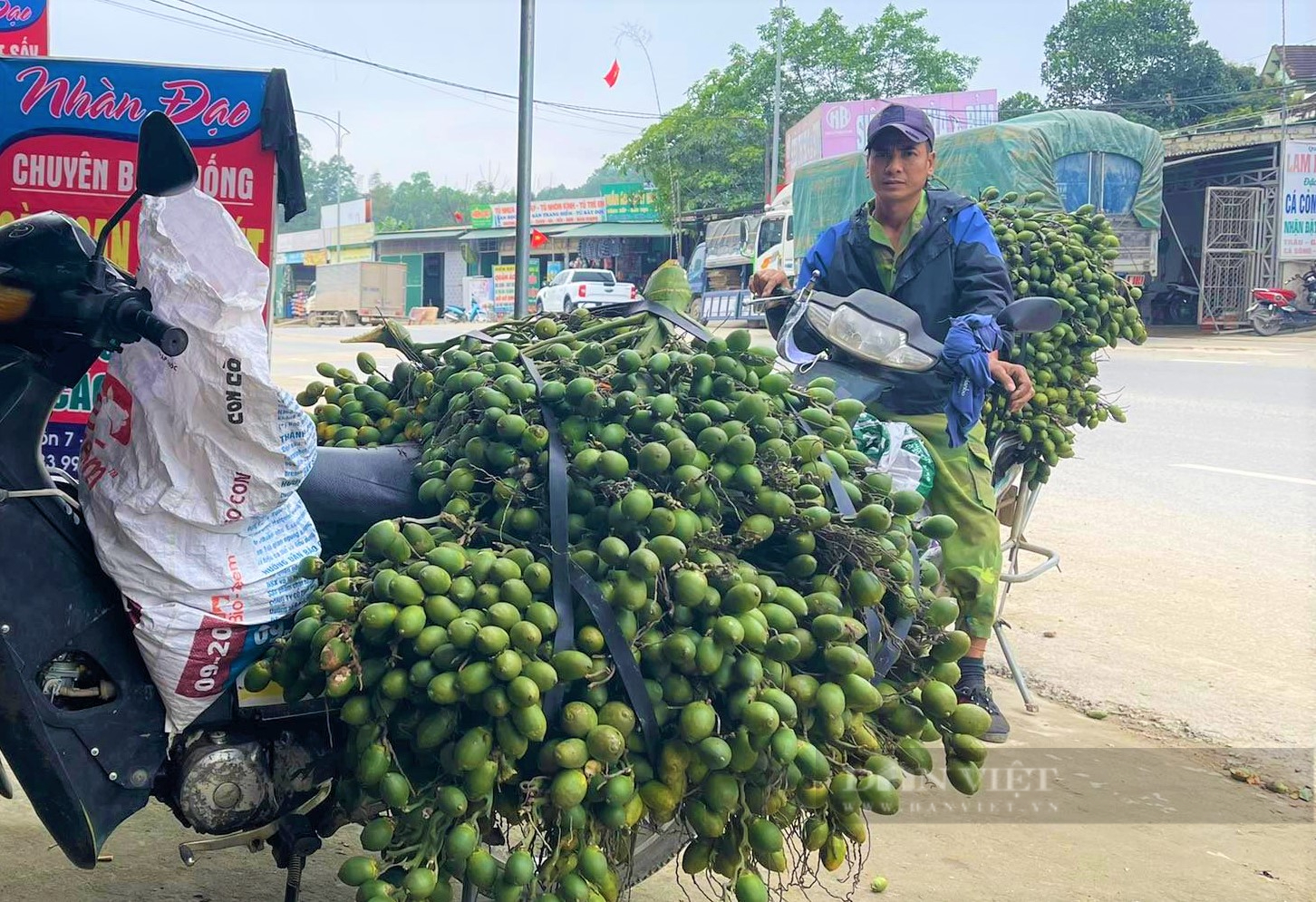 Giá cau ở Nghệ An "rơi tự do", người trồng tiếc nuối vì thu hoạch muộn màng lỡ "thời điểm vàng" - Ảnh 2.