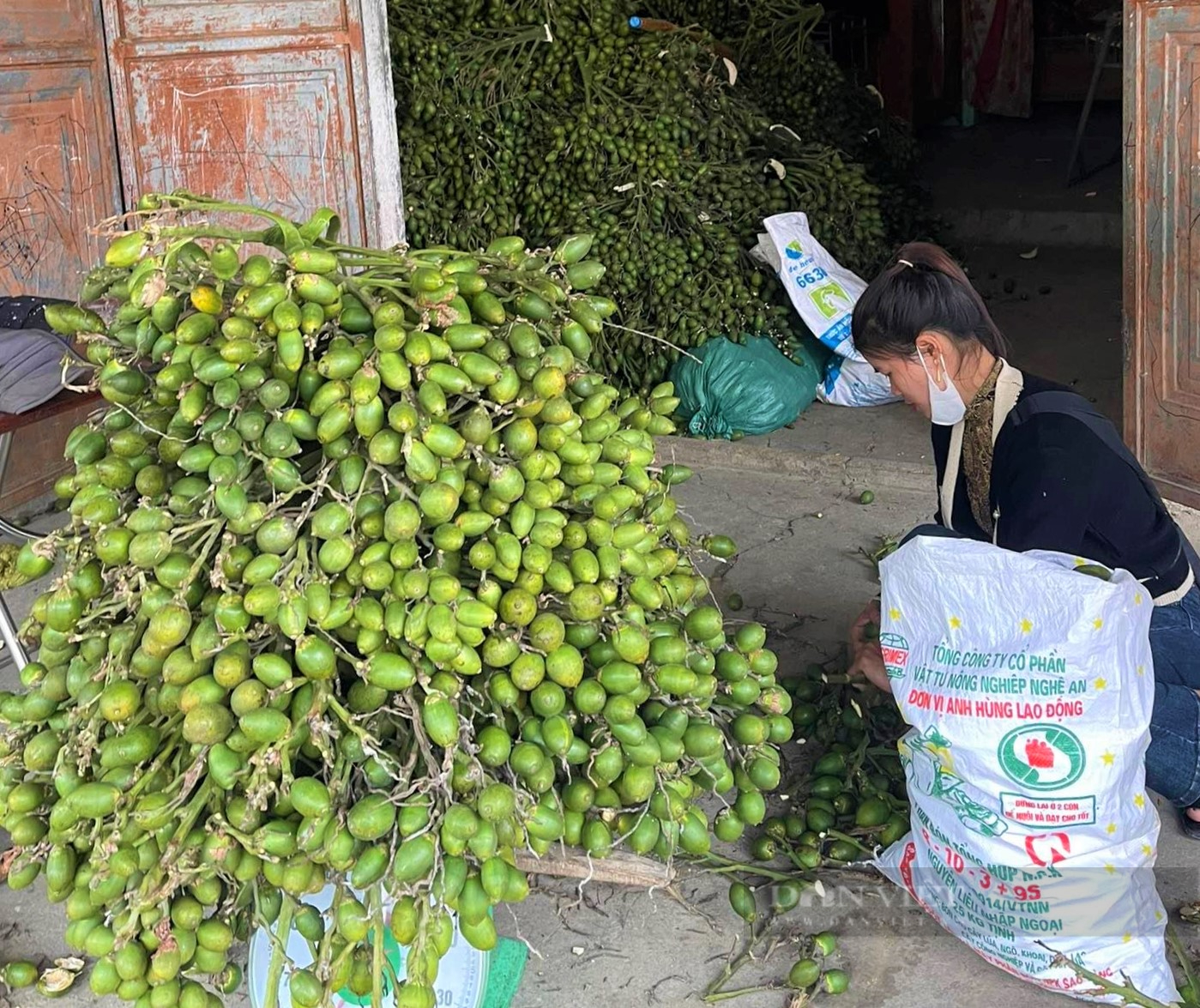 Giá cau ở Nghệ An "rơi tự do", người trồng tiếc nuối vì thu hoạch muộn màng lỡ "thời điểm vàng" - Ảnh 4.