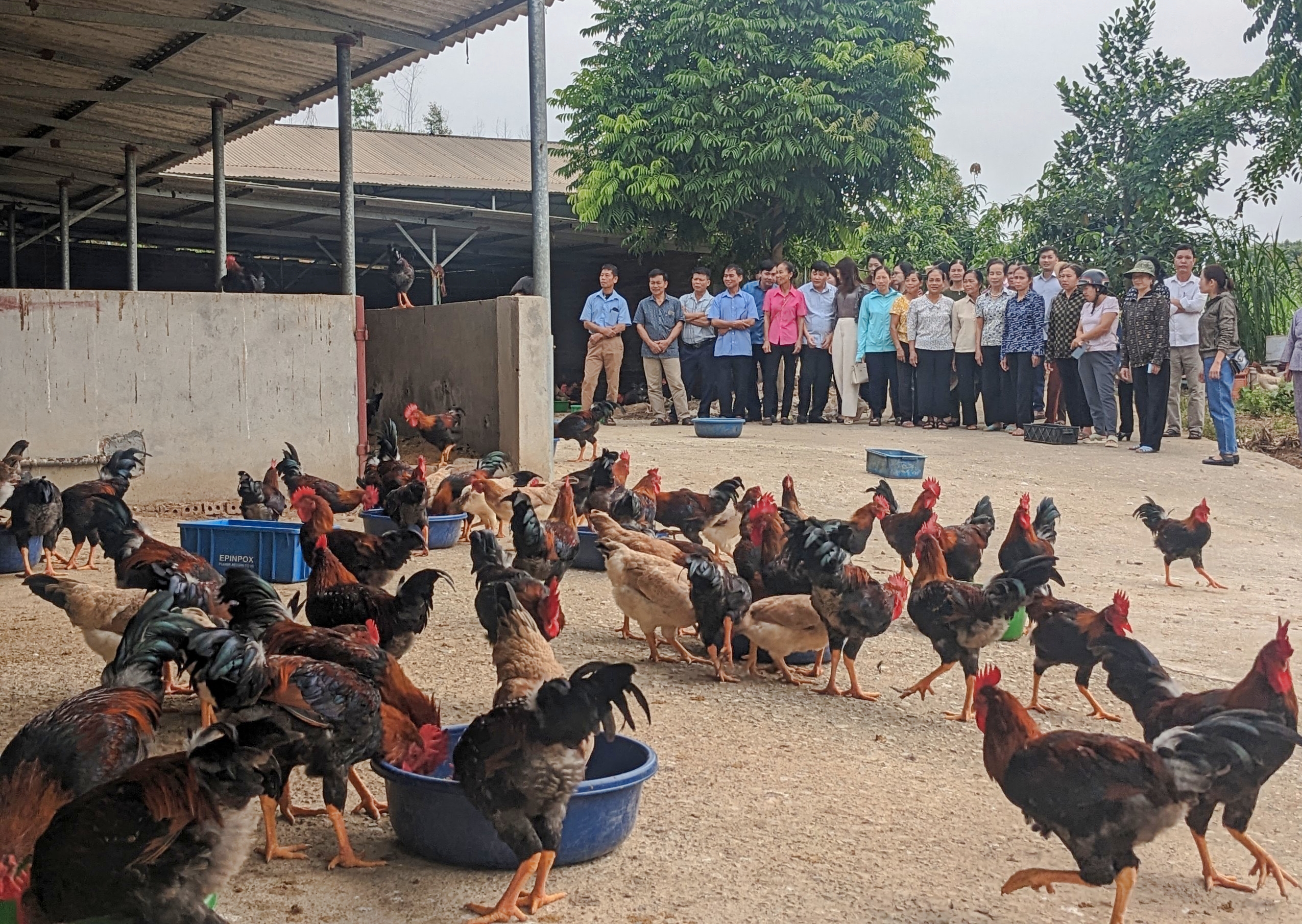 Nuôi gà lông màu VietGAHP, nông dân Phú Thọ 3 tháng thu lãi 200 triệu - Ảnh 1.