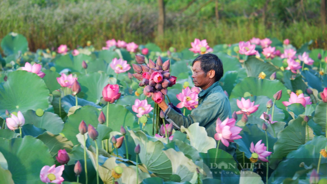 Tập huấn kỹ thuật trồng sen, phát triển nhãn hiệu tập thể “Sen Huế” cho hội viên, nông dân  - Ảnh 2.