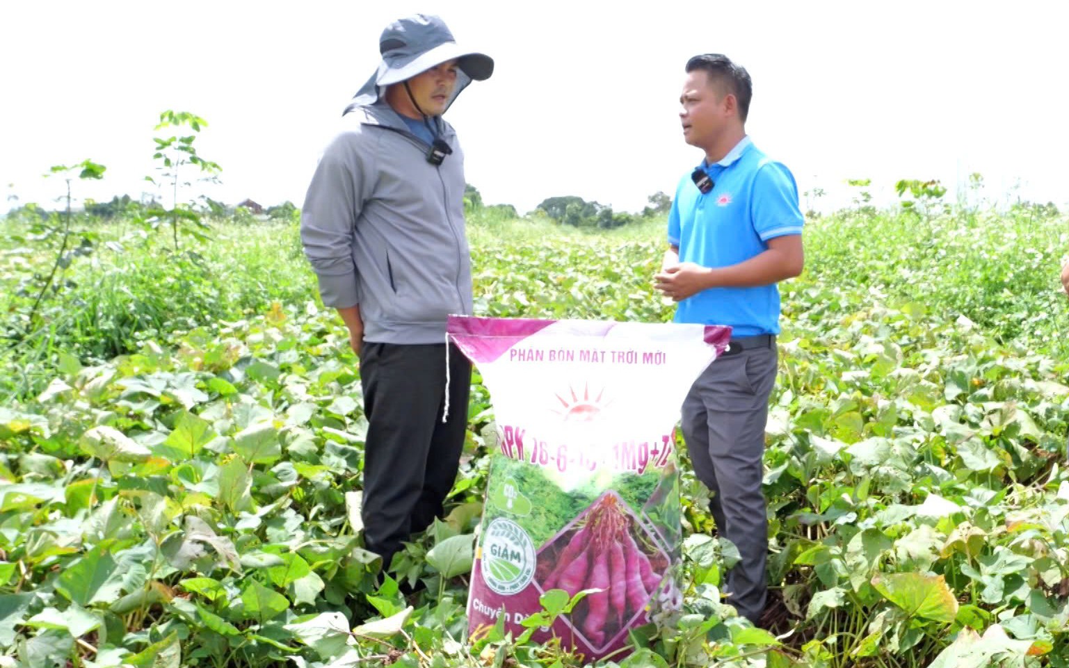 Dùng loại phân bón này, nông dân Tây Nguyên trồng lúa đạt hiệu quả cao - Ảnh 2.