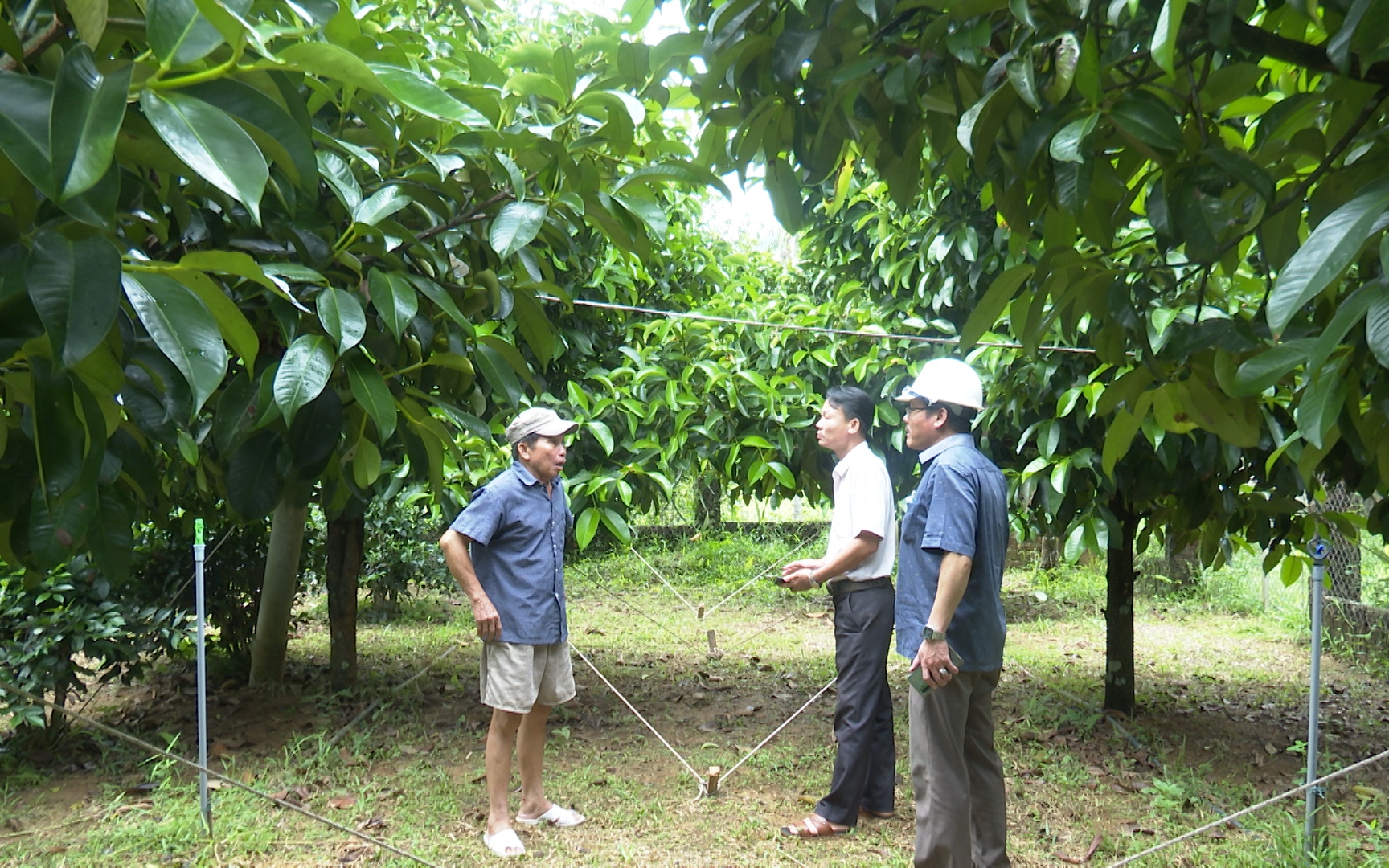 Trồng lúa hữu cơ trên cánh đồng không dấu chân ở Quảng Trị, gạo làm ra đến nhà giàu còn muốn mua - Ảnh 11.