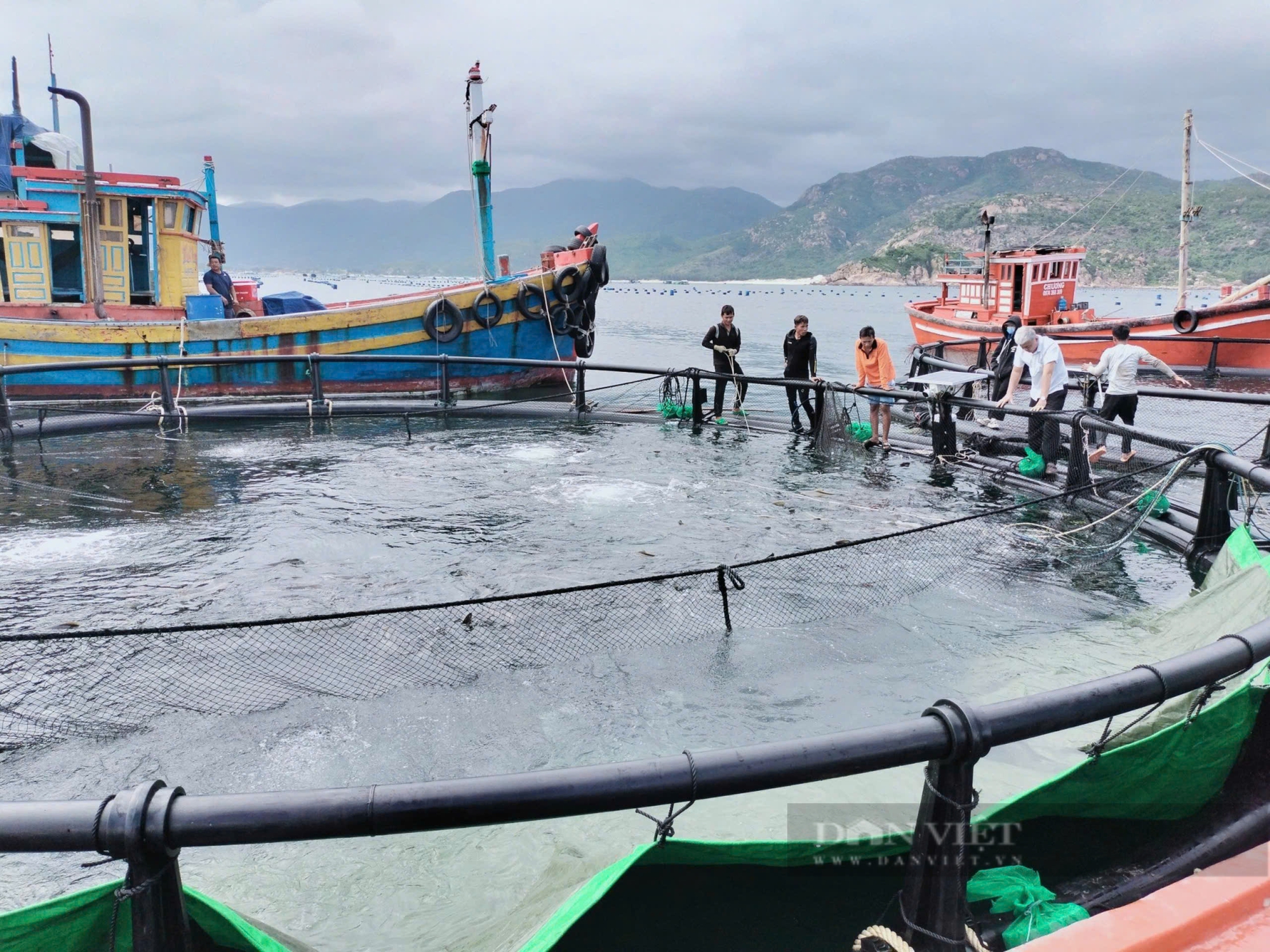 "Kho vàng" trên biển Khánh Hòa: Nuôi tôm hùm, cá lồng thành tỷ phú nông dân (Bài 1) - Ảnh 6.