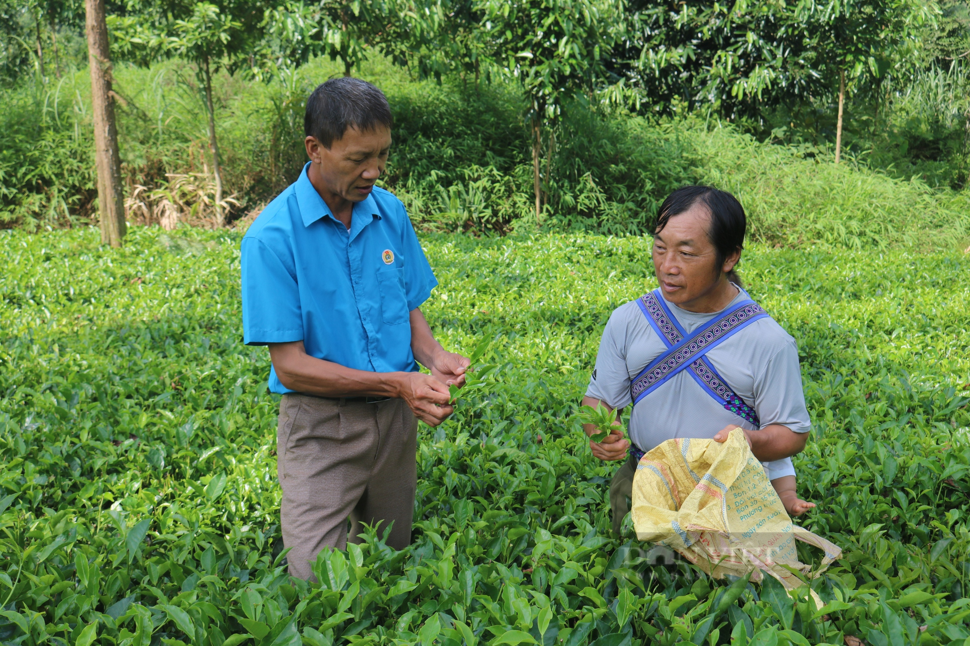 Chủ tịch Hội Nông dân ở Lào Cai hết lòng với công tác Hội - Ảnh 4.