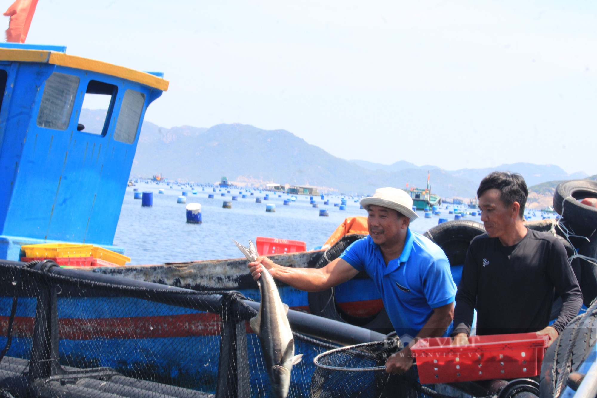 "Kho vàng" trên biển Khánh Hòa: Nuôi tôm hùm, cá lồng thành tỷ phú nông dân (Bài 1) - Ảnh 2.