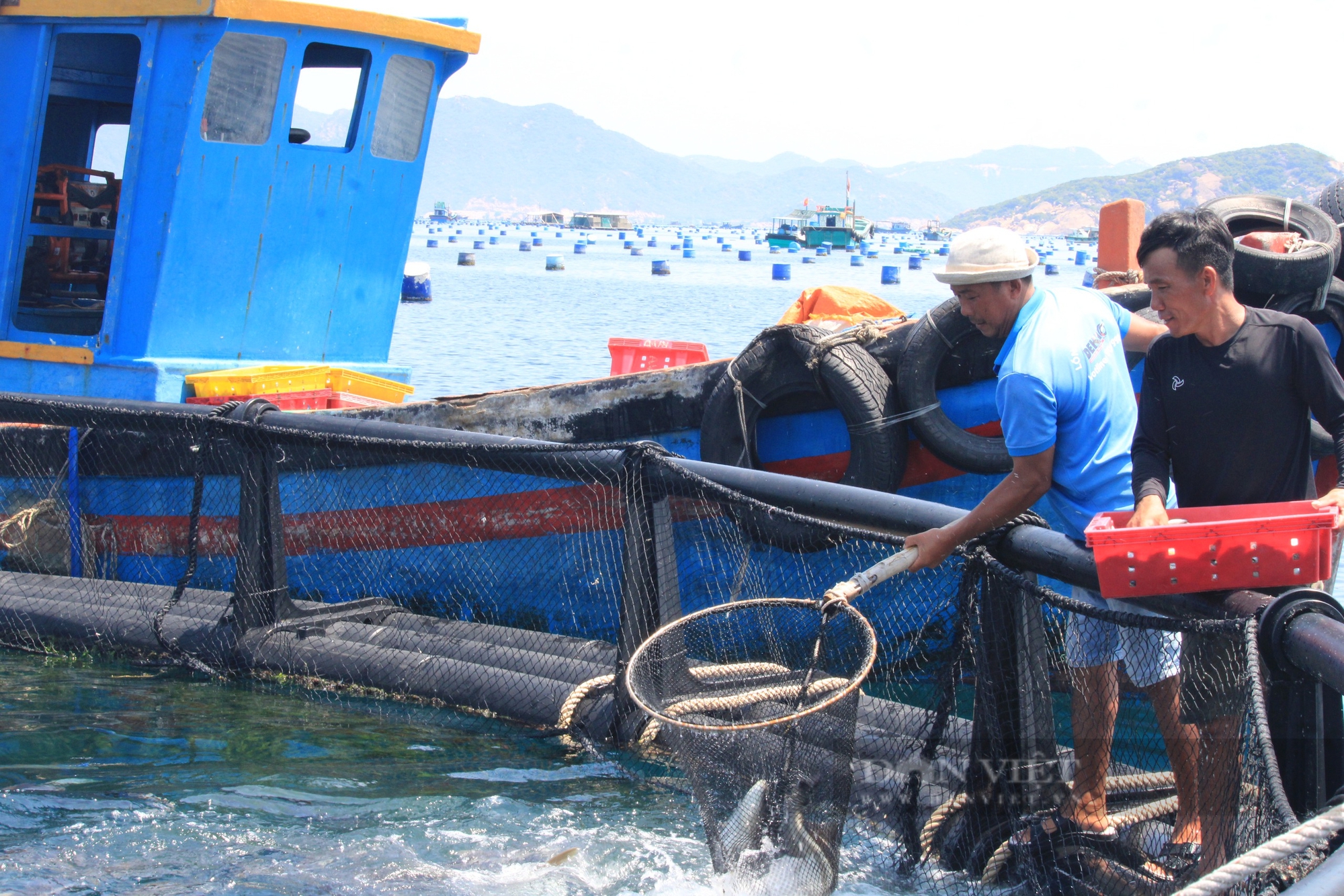 kỳ cuối: Nghề nuôi trồng thủy sản góp phần phát triển kinh tế biển ở Khánh Hòa - Ảnh 5.