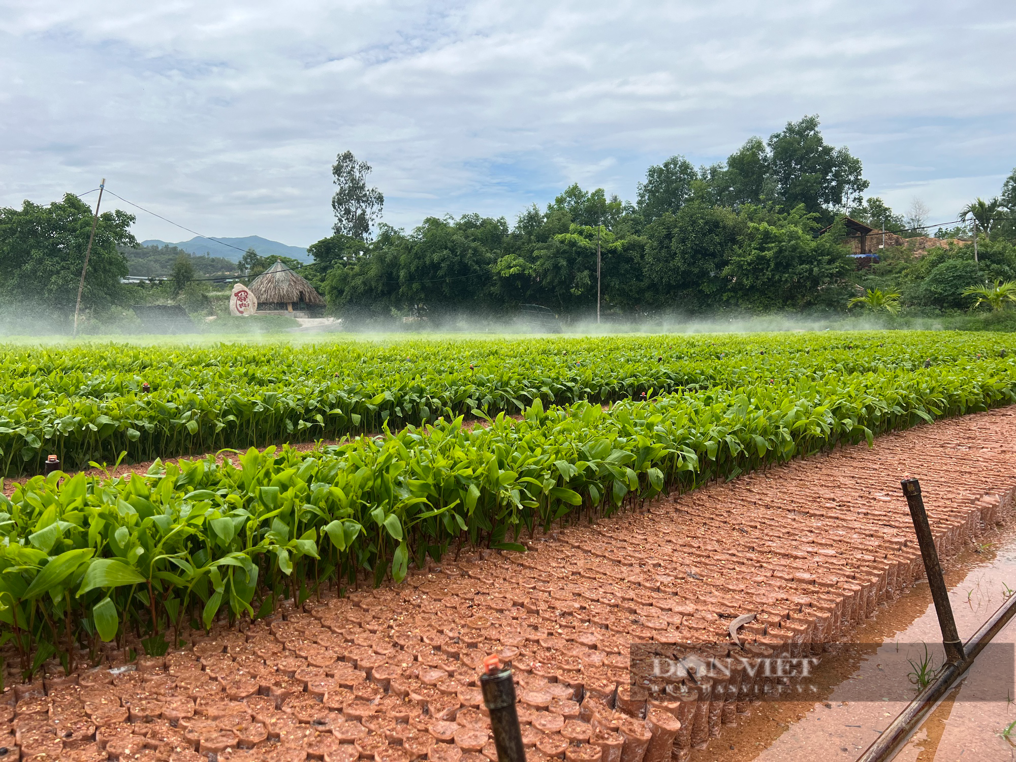 "Săn" giống mới, chất lượng tốt… cung cấp cho người trồng rừng - Ảnh 1.