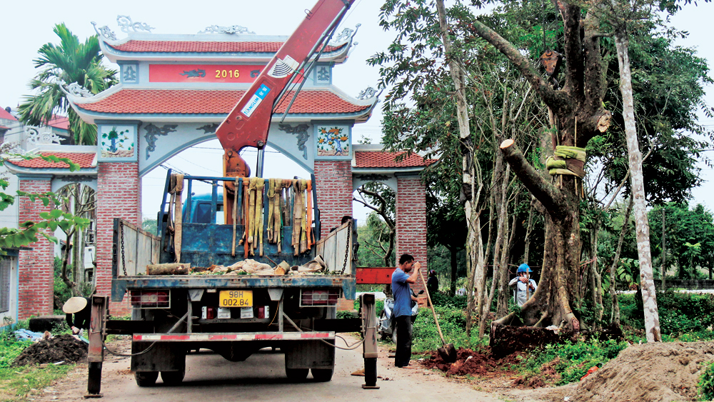 Một làng tỷ phú ở Bắc Giang, chỉ trồng cây công trình cho dân "mua bóng mát", cả làng giàu lên- Ảnh 1.