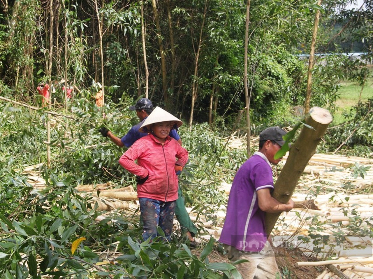 "Săn" giống mới, chất lượng tốt… cung cấp cho người trồng rừng - Ảnh 2.