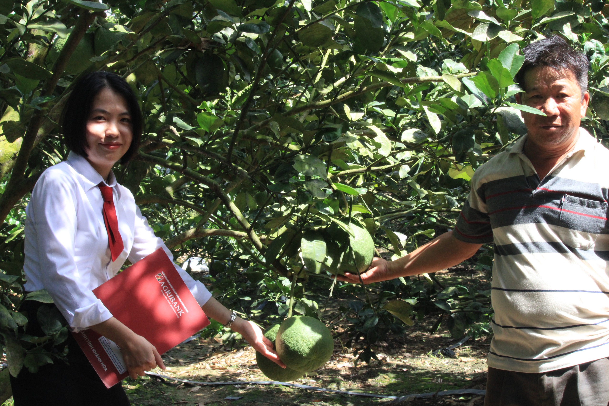 Khánh Hòa: Nông dân miền núi Khánh Vĩnh làm giàu nhờ vốn ngân hàng- Ảnh 1.