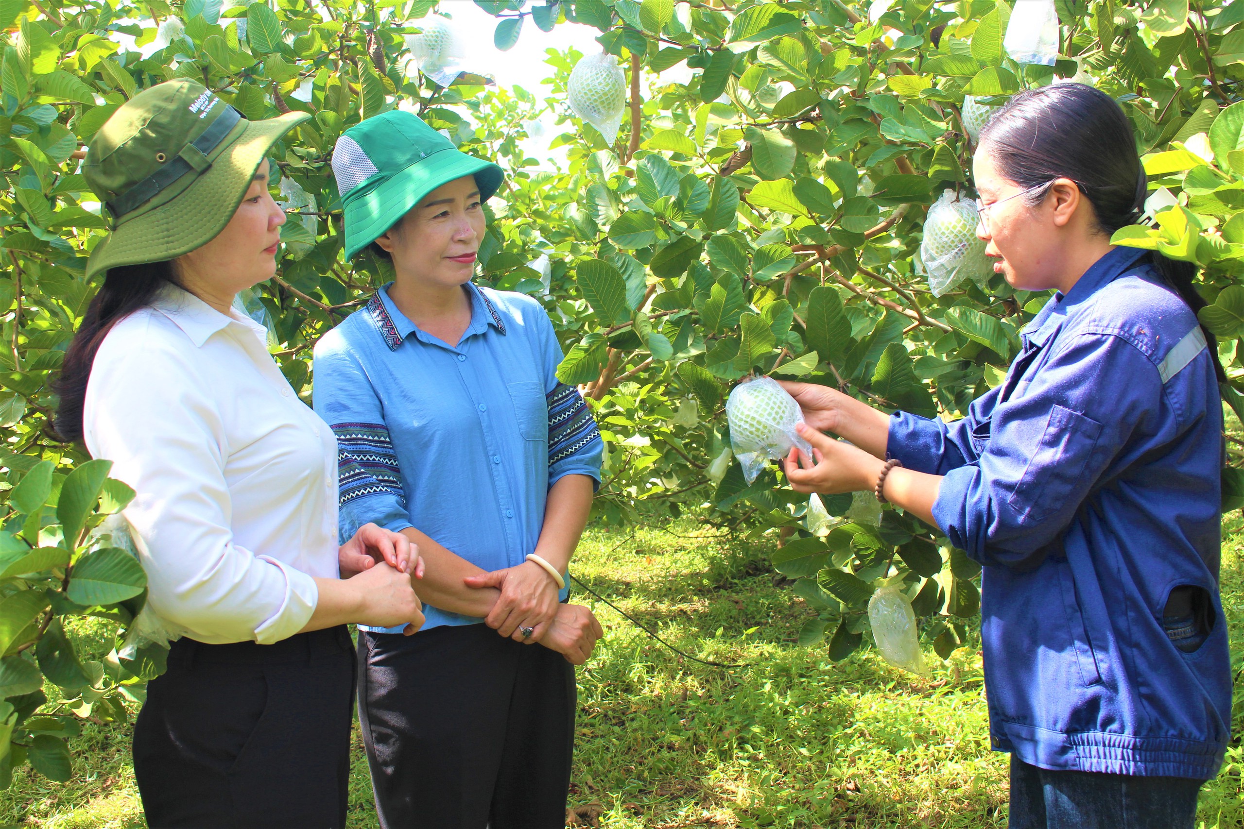 Đắk Lắk khen thưởng 45 tập thể, cá nhân thực hiện tốt các Nghị quyết của Trung ương Hội Nông dân Việt Nam - Ảnh 4.