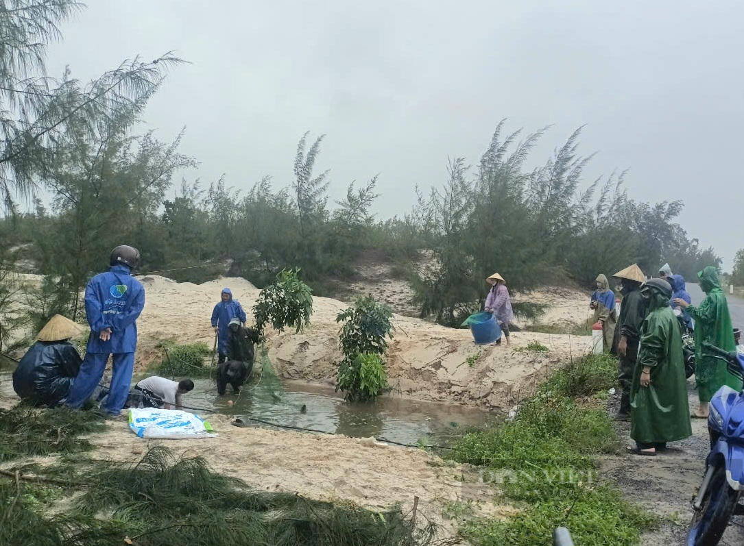 Nông dân Trần Kim Phi: Lũ đổ về quá nhanh khiến ao cá vỡ thiệt hại hơn 3 tấn cá lóc - Ảnh 2.