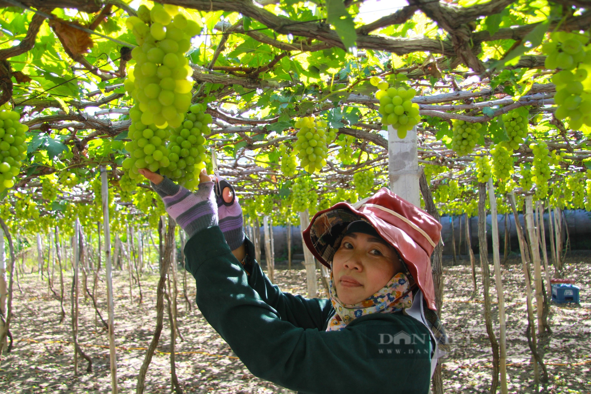 Cuối năm 2024 sẽ hoàn thành công trình phục vụ dân sinh ở khu dự án dừng điện hạt nhân Ninh Thuăm- Ảnh 4.