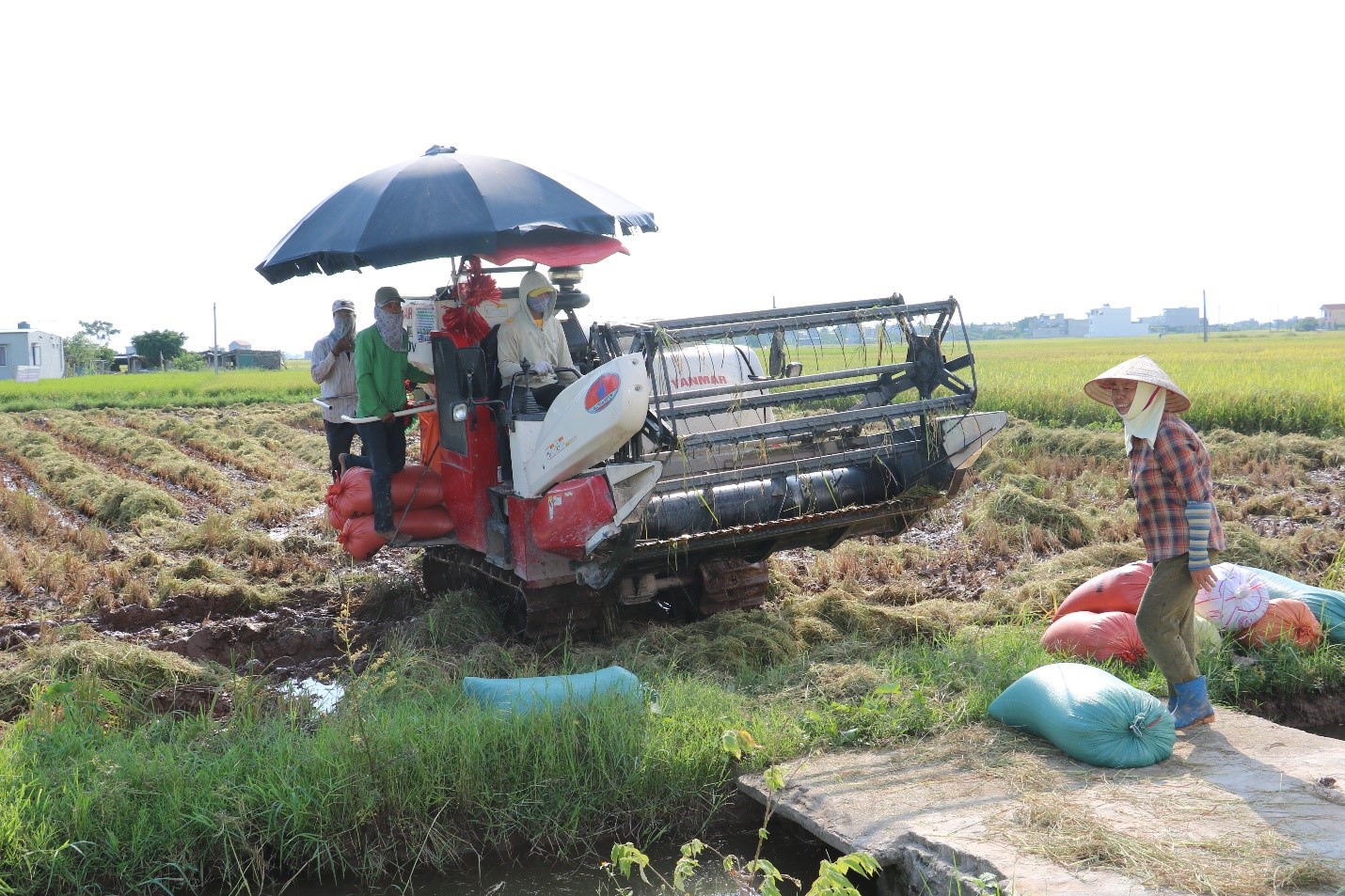 Thái Bình: Phát triển HTX nông nghiệp gắn với xây dựng nông thôn mới - Ảnh 1.