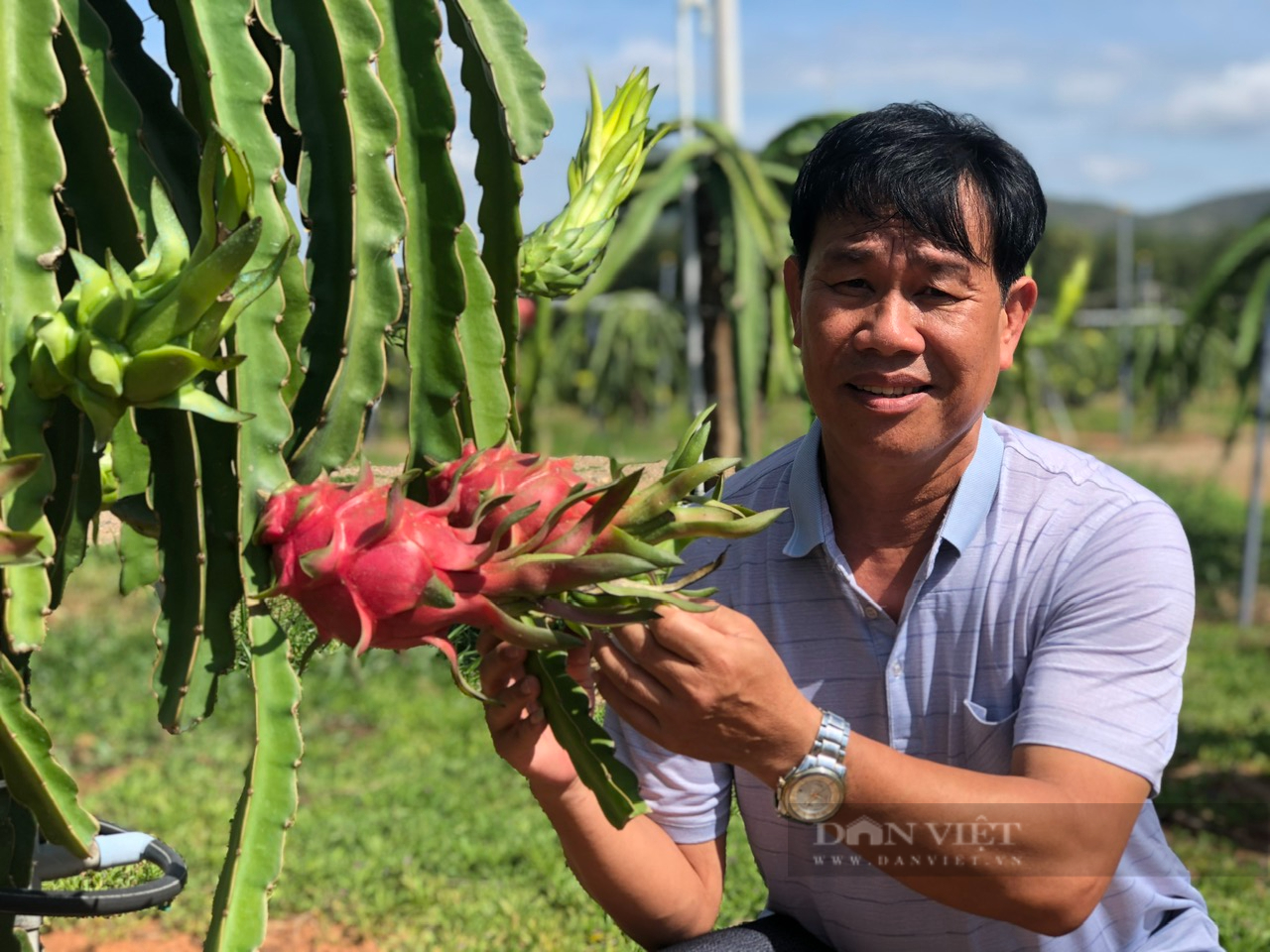 Phát triển bền vững cây thanh long ở Bình Thuận - Ảnh 4.