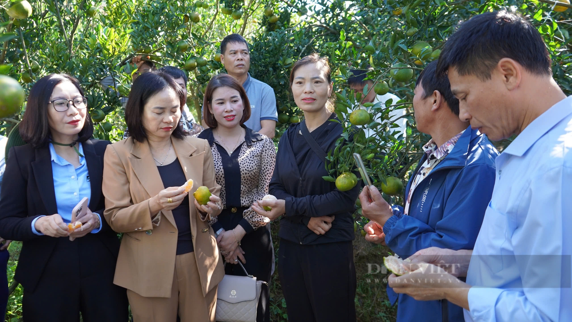 Tìm giải pháp nâng cao công tác quản lý, chăm sóc quýt  ở Lào Cai - Ảnh 4.