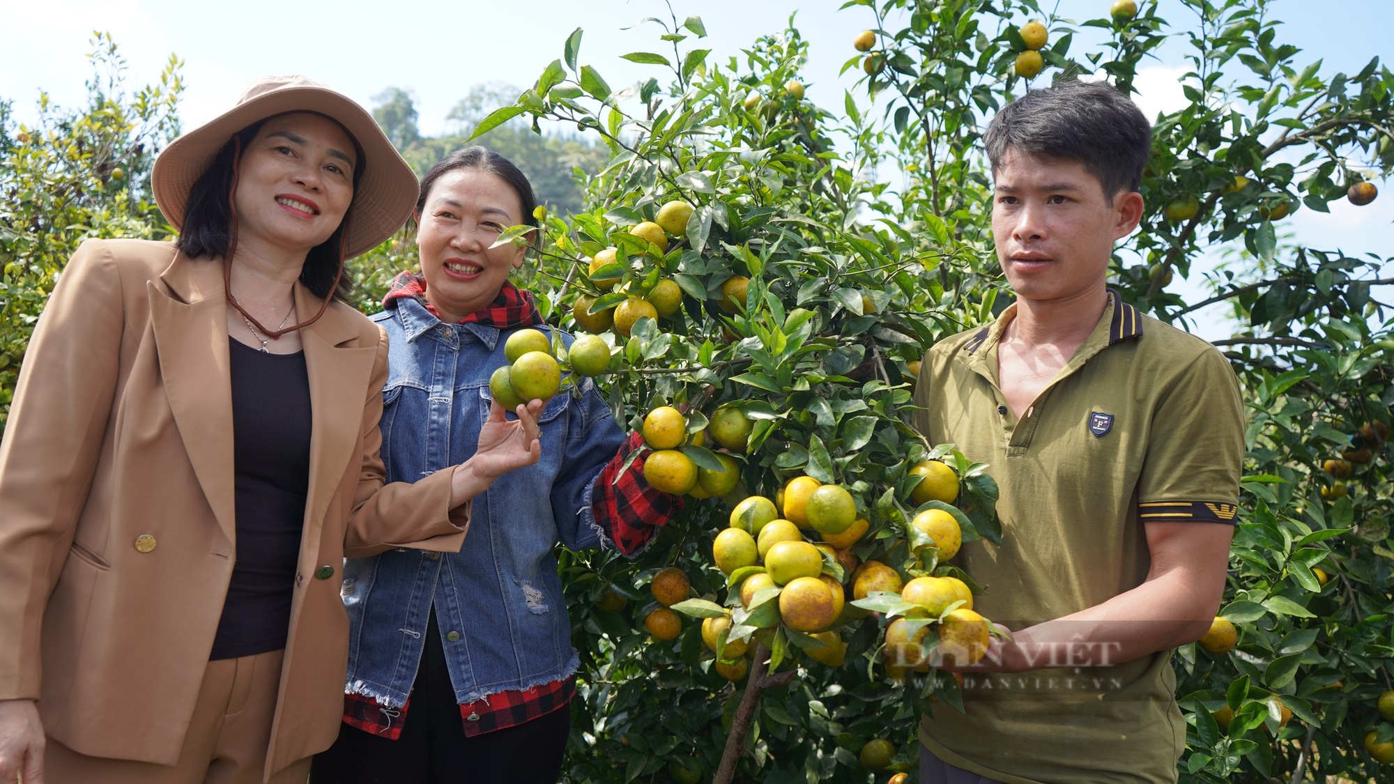 Tìm giải pháp nâng cao công tác quản lý, chăm sóc quýt  ở Lào Cai - Ảnh 8.