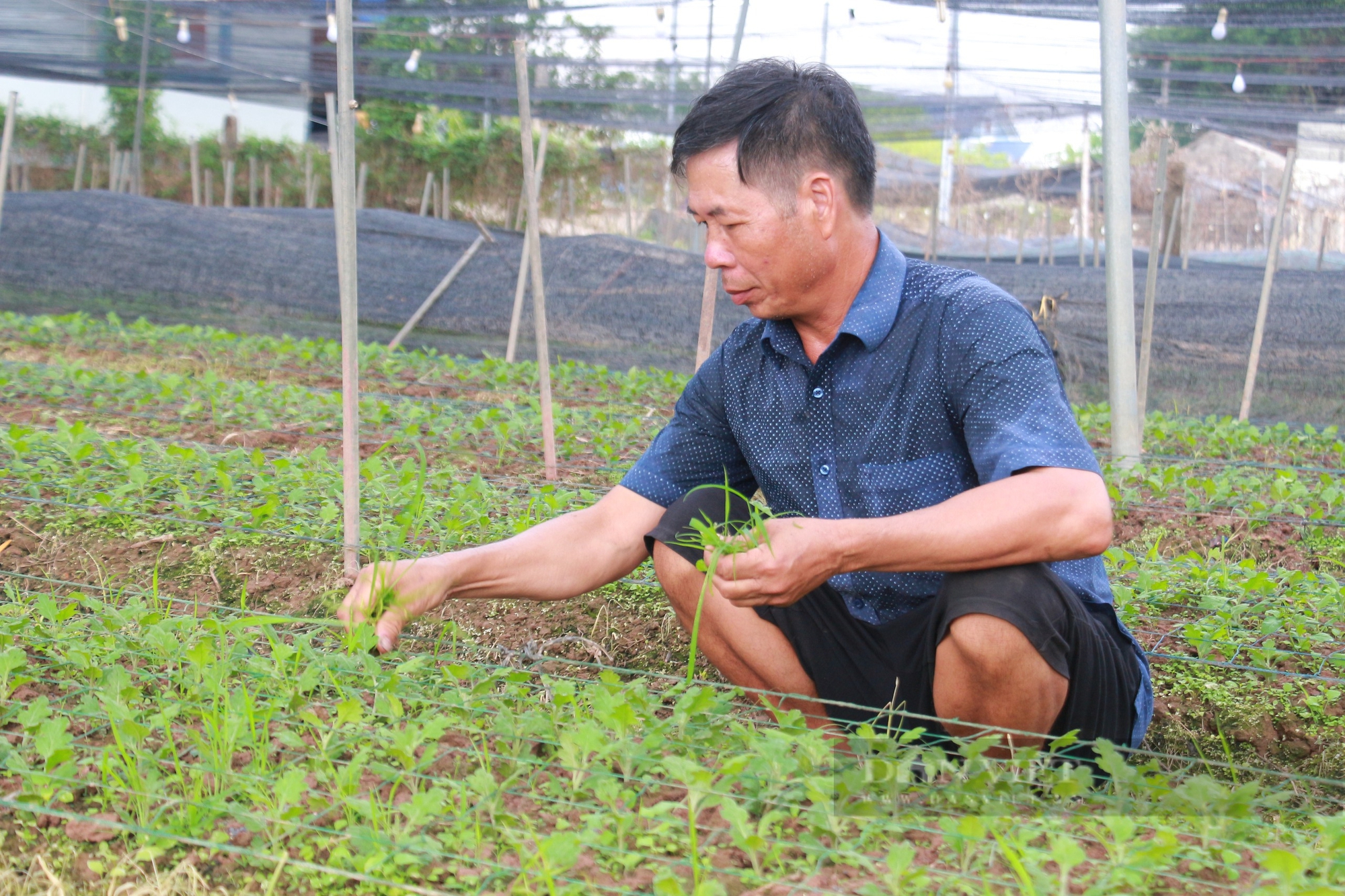 Người trồng hoa ở Nam Định gặp khó trong tái thiết, khôi phục sản xuất - Ảnh 1.