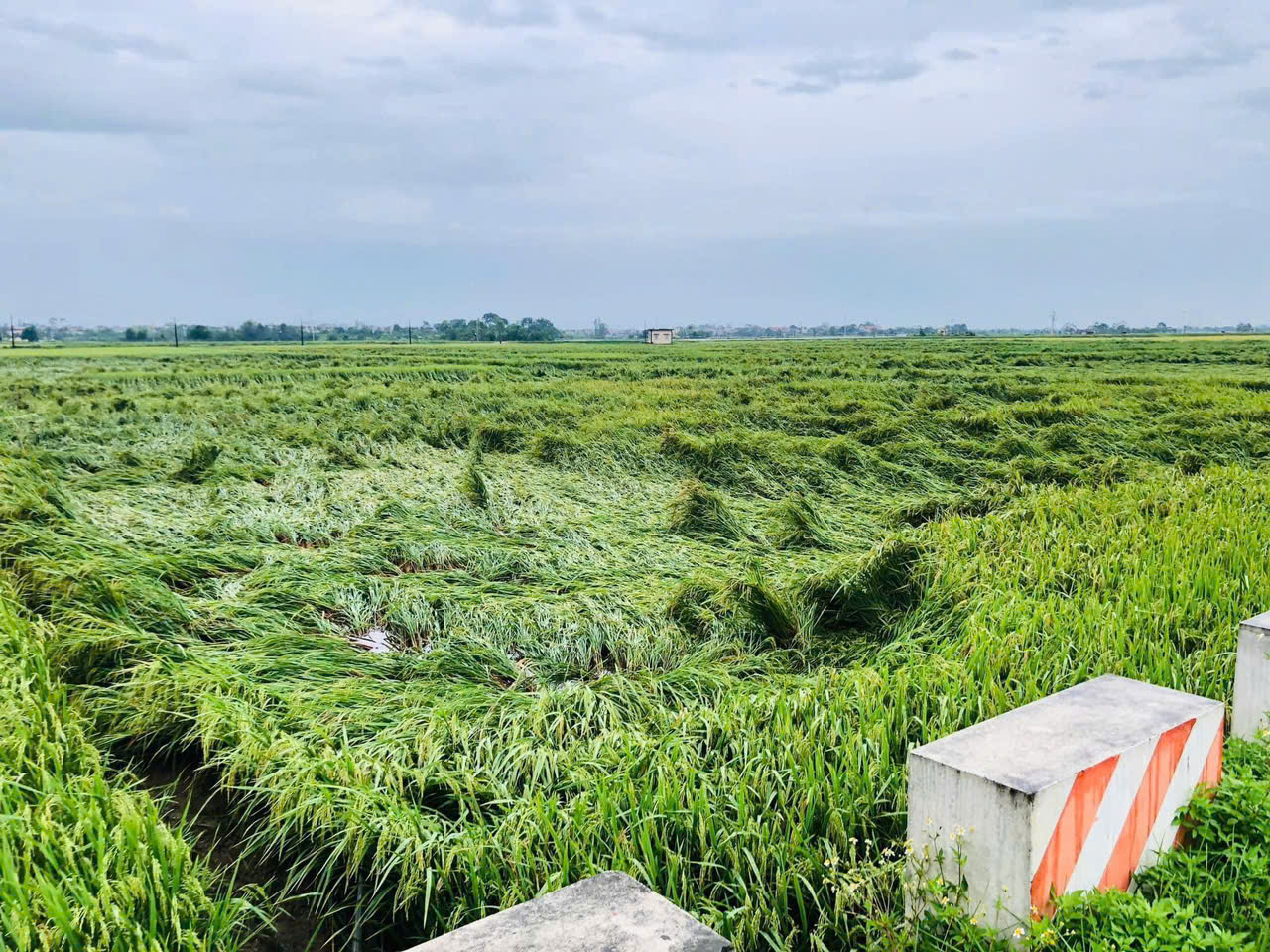 Bảo hiểm nông nghiệp ở đâu khi nông dân thiệt hại nặng nề: Động thái từ hai Bộ (Bài cuối) - Ảnh 2.