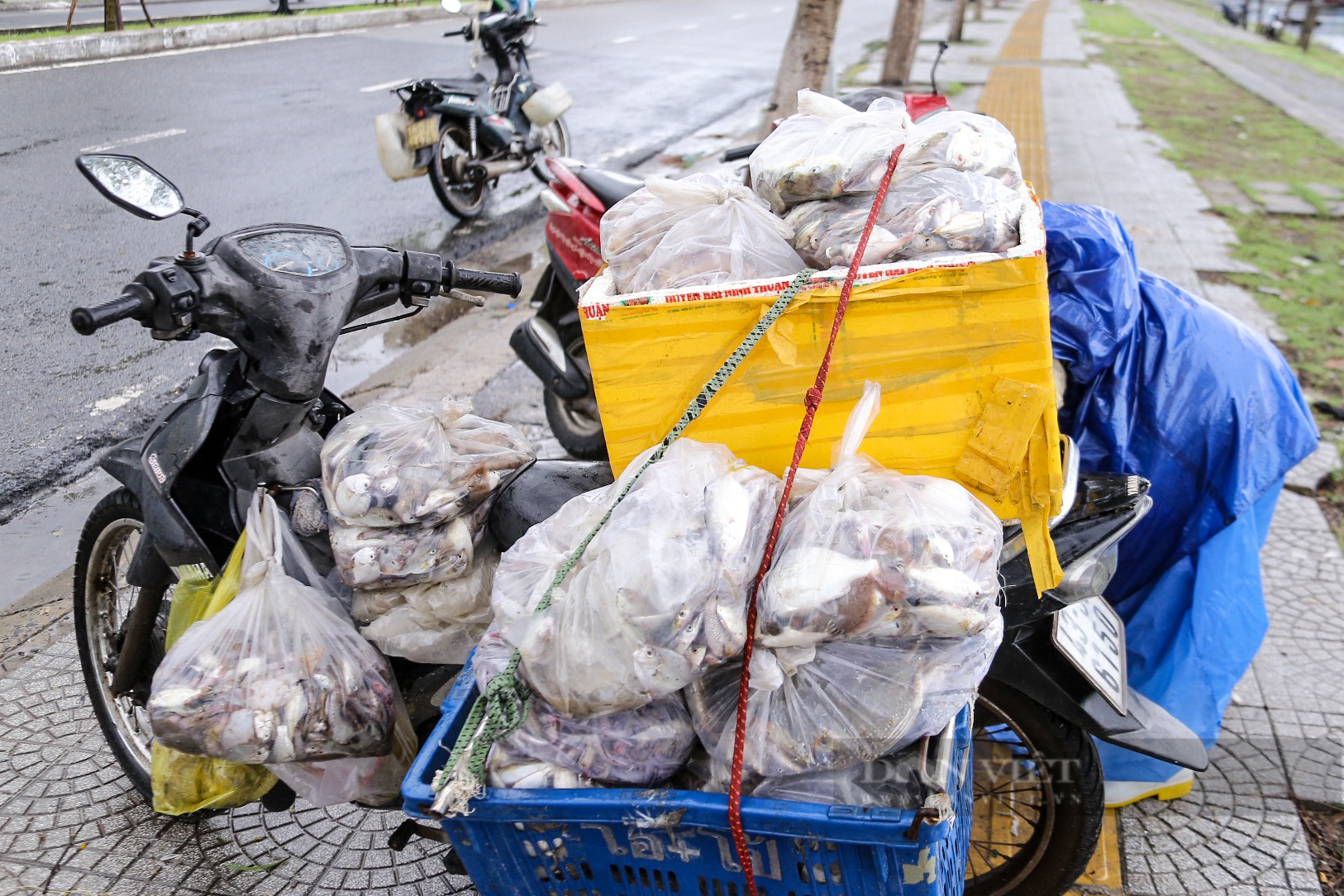 Biển gần bờ Đà Nẵng có la liệt cá ngon, sau bão Trà Mi, dân đánh bắt, xách túi lớn túi nhỏ, đắt hàng- Ảnh 10.