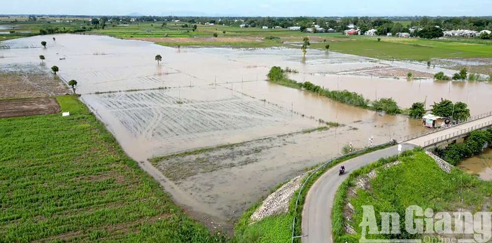 Nước tràn đồng An Giang, phóng xe máy đi câu ếch đồng, con động vật hoang dã đặc sản đãi nhà giàu- Ảnh 2.