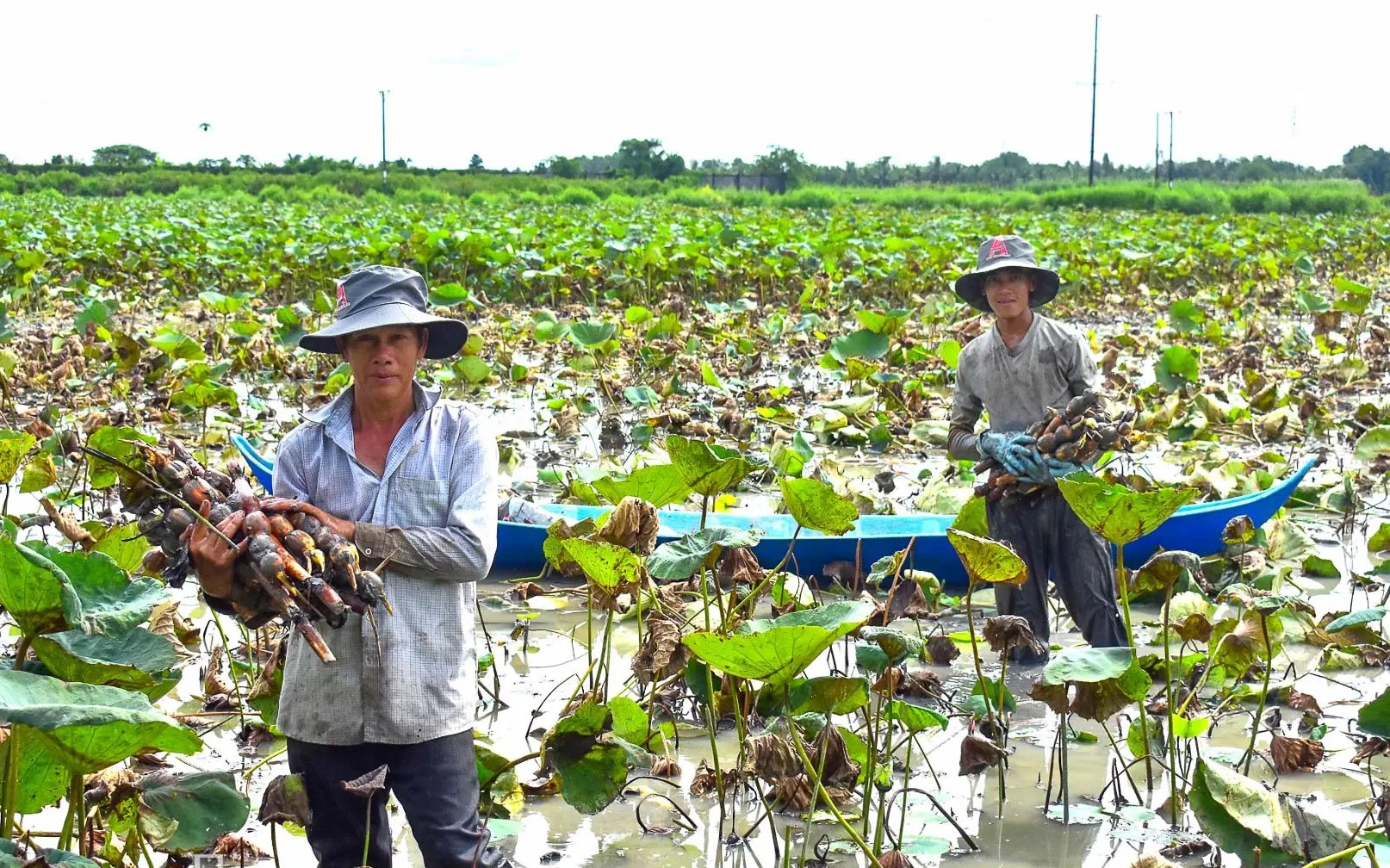 Đầu nguồn sông Tiền nước đỏ như son, mùa nước nổi Đồng Tháp la liệt cá ngon, cá nhân sâm bán - Ảnh 2.