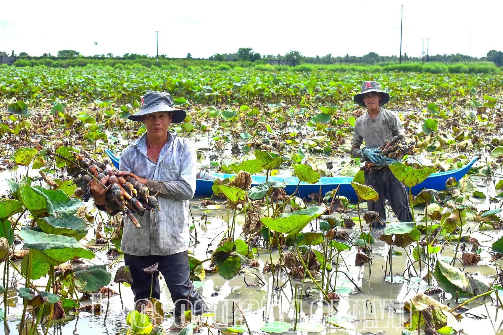 Lội ruộng trũng trồng loại cây tốt um, lần bùn móc lên toàn củ to dài, nông dân Sóc Trăng bán hút hàng - Ảnh 1.