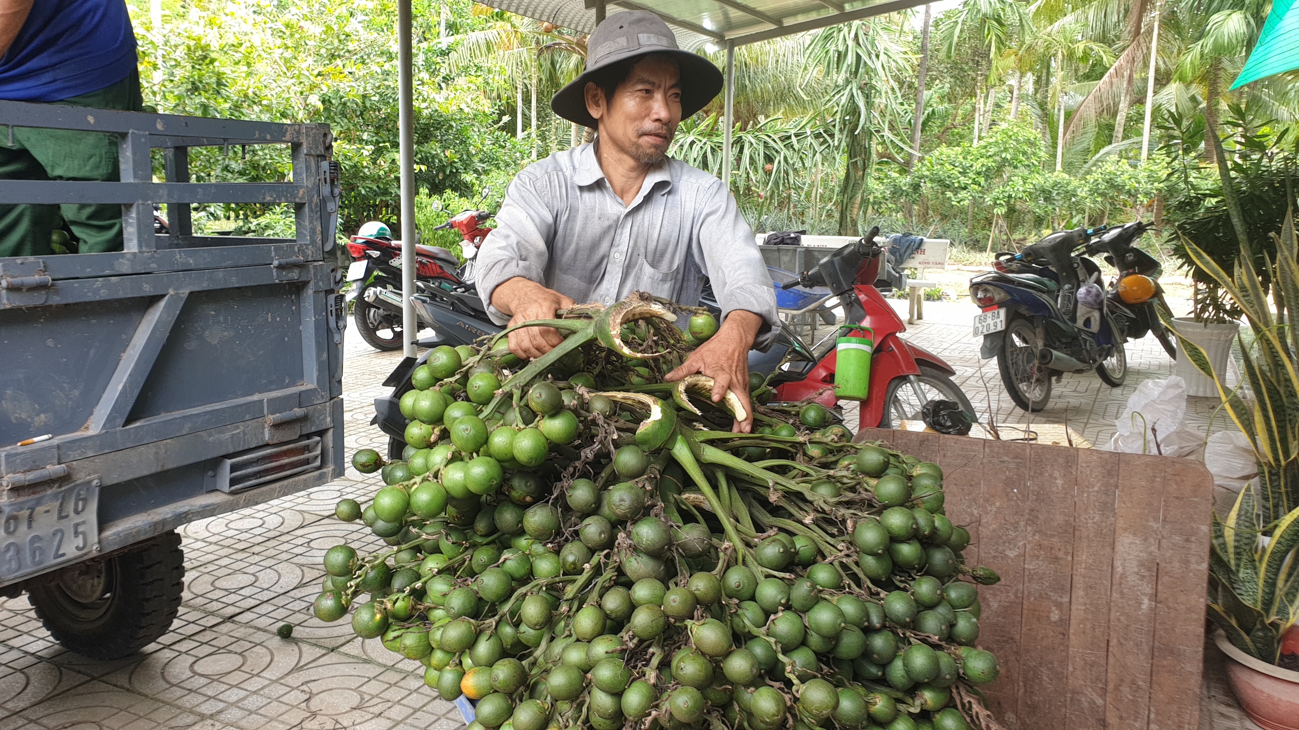 Vì sao giá cau ở Kiên Giang chỉ 20.000 đồng/kg? - Ảnh 1.