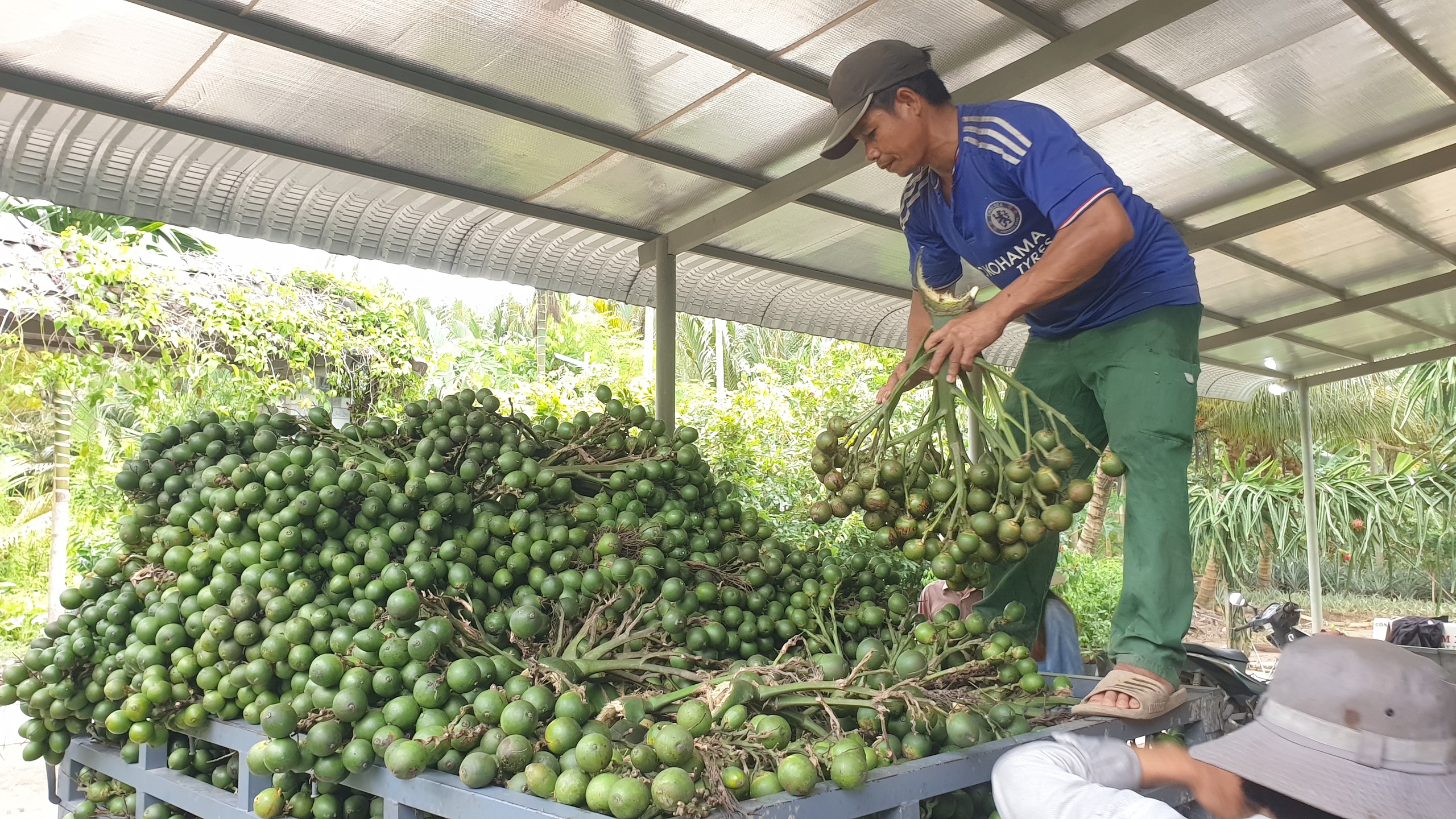 Vì sao giá cau ở Kiên Giang chỉ 20.000 đồng/kg? - Ảnh 2.