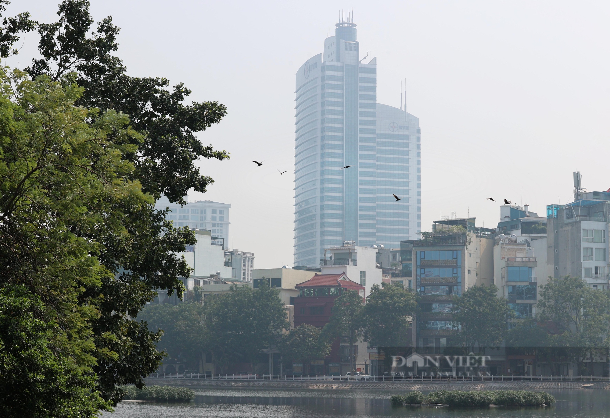 Chim hoang dã bay rợp trời hồ Trúc Bạch, toàn là cò, diệc... cỡ lớn- Ảnh 25.