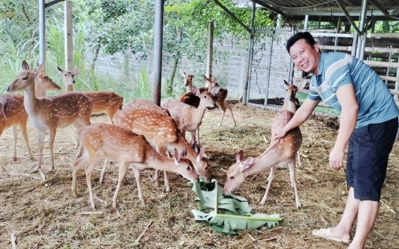 Nạn trộm cắp cà phê ở Đắk Lắk, kẻ gian đột nhập vác trộm, khổ chủ ngủ dậy thấy bốc hơi, đến khổ! - Ảnh 2.