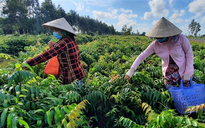 Sâm Thổ Hào, loại cây thuốc bổ cổ xưa, trồng thành công ở Nghệ An, cuốc một nhát bật lên củ to bự - Ảnh 6.