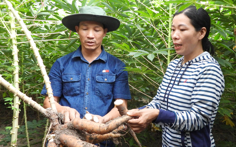 Tây Ninh: Sẽ có thêm giống khoai mì kháng khảm ưu việt khi khuyết điểm vẫn tồn tại trên các giống đã lưu hành - Ảnh 3.