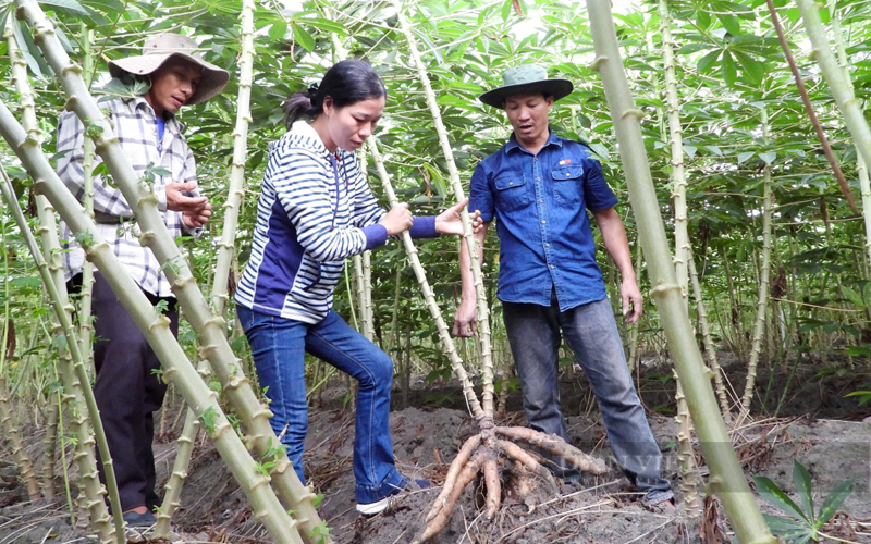 Tây Ninh: Sẽ có thêm giống khoai mì kháng khảm ưu việt khi khuyết điểm vẫn tồn tại trên các giống đã lưu hành - Ảnh 4.