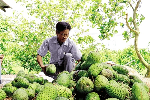 Vô một vườn ở Cần Thơ, thấy ông nông dân bẻ trái đặc sản, toàn quả to bự, cứ 1ha thu 1 tỷ đồng - Ảnh 1.