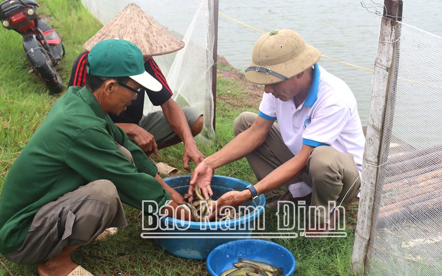 Đầu nguồn sông Tiền nước đỏ như son, mùa nước nổi Đồng Tháp la liệt cá ngon, cá nhân sâm bán - Ảnh 4.