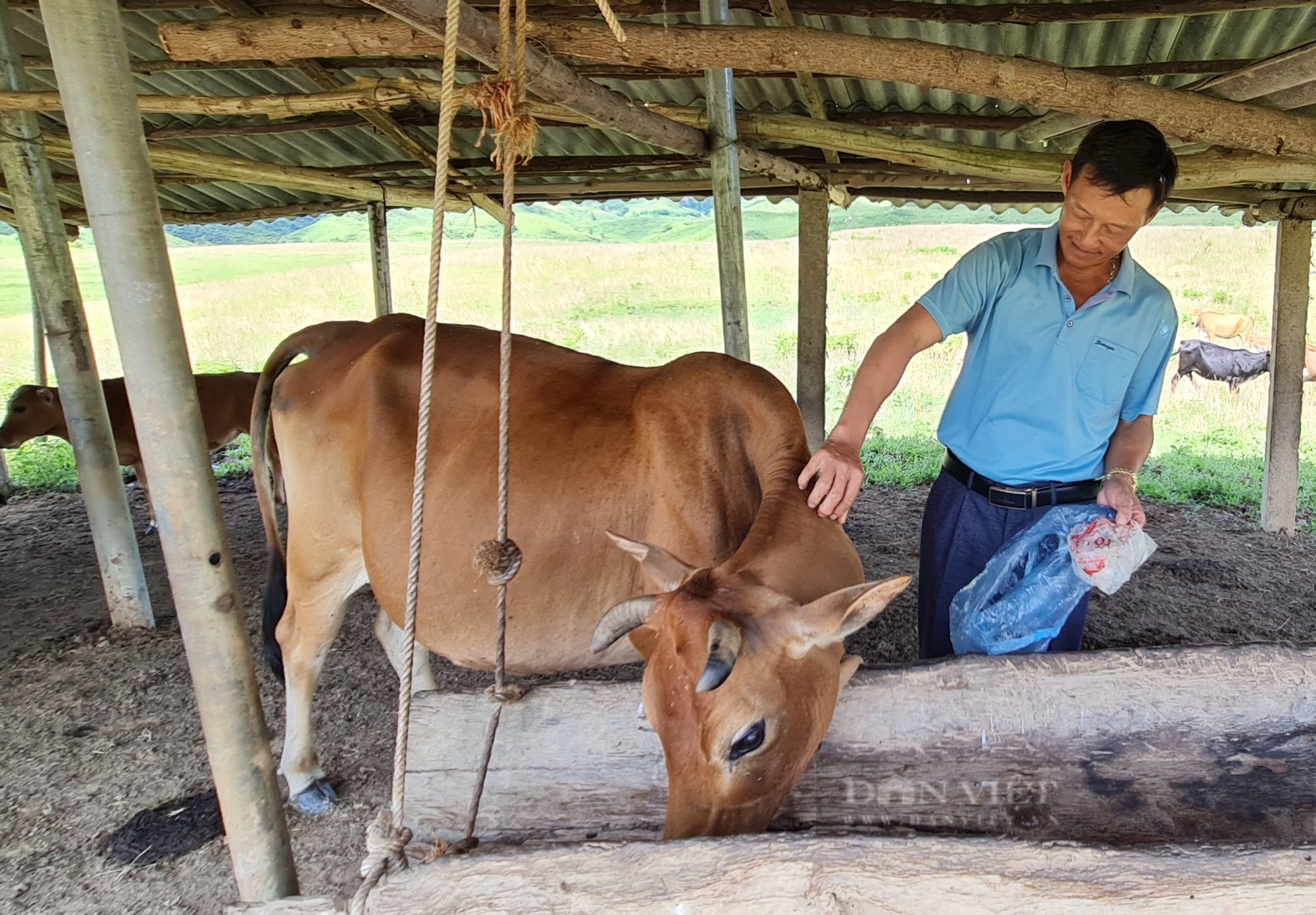 Nông dân Việt Nam xuất sắc đến từ Điện Biên: Nhà nước cần có chính sách hỗ trợ, cho người chăn nuôi gia súc - Ảnh 2.