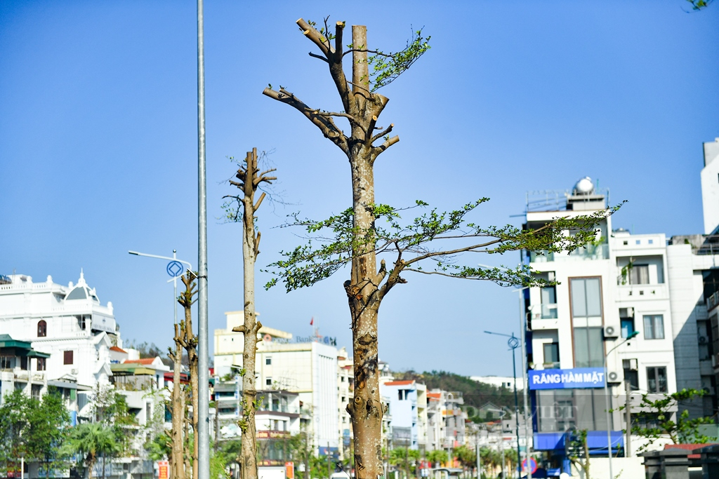  Ngắm những hàng cây “hồi sinh”sau bão Yagi lịch sử tại Hạ Long  - Ảnh 8.