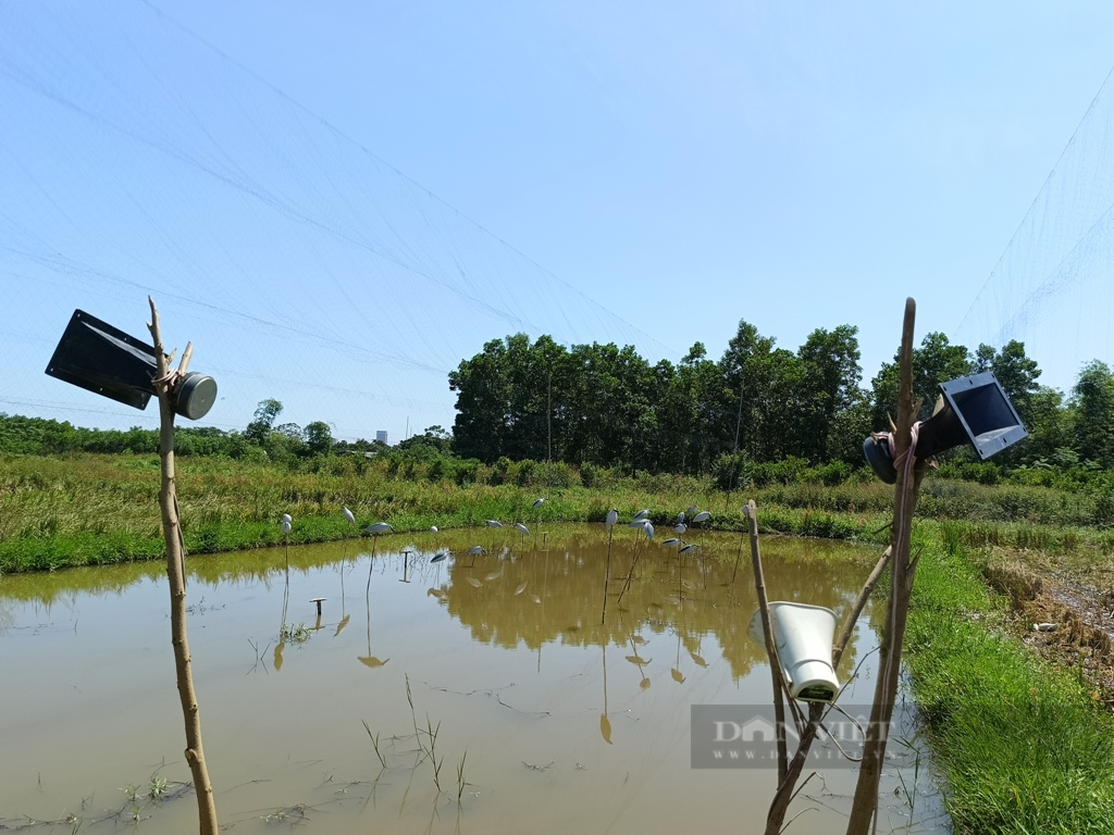 Mục sở thị cách “điểu tặc" giăng thiên la địa võng, phát loa to dẫn dụ tận diệt chim trời ở Thái Nguyên sau lũ- Ảnh 8.