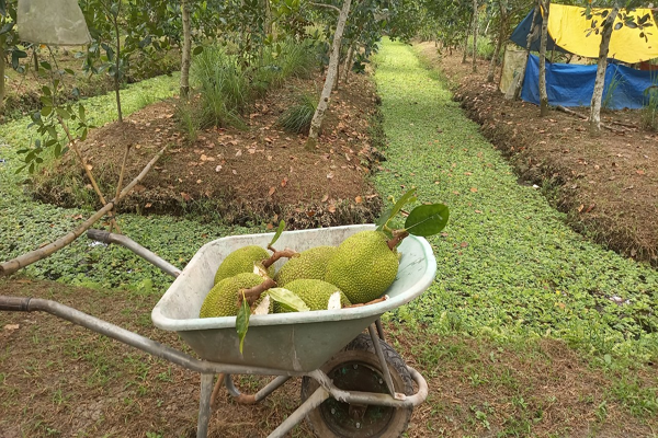 Ở một huyện của Hậu Giang, trên trồng cây ra quả ngon, dưới nuôi ốc đặc sản, dân "có lương tốt" hơn hẳn - Ảnh 3.