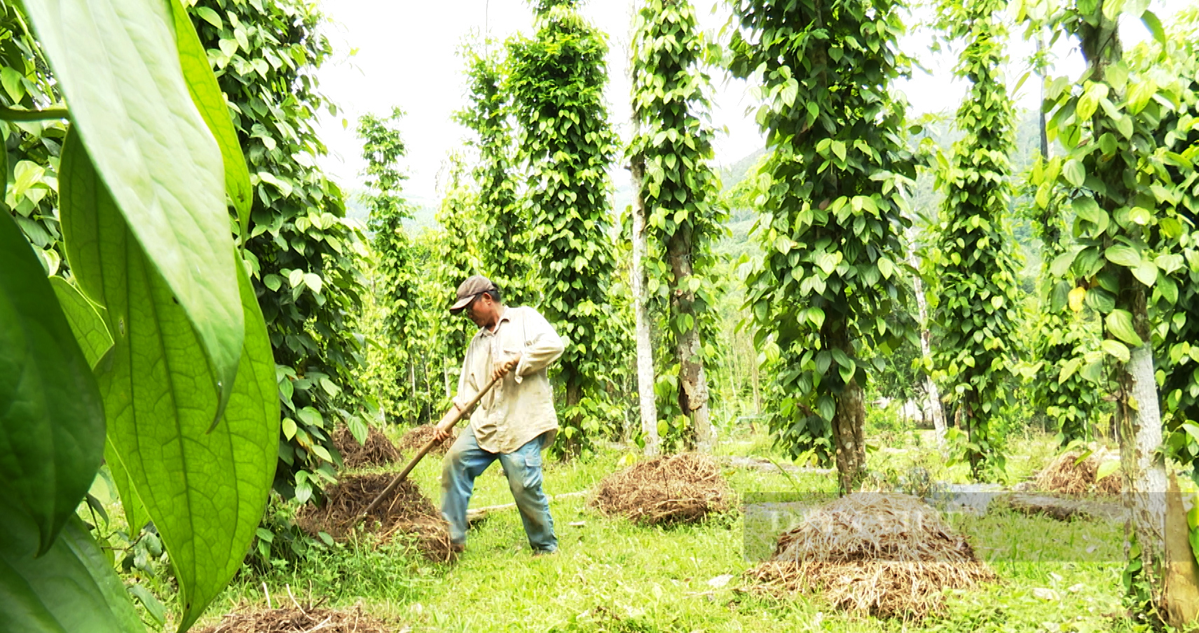 Xã Tiên Cảnh của Quảng Nam công bố, đón bằng công nhận đạt chuẩn xã nông thôn mới nâng cao- Ảnh 2.