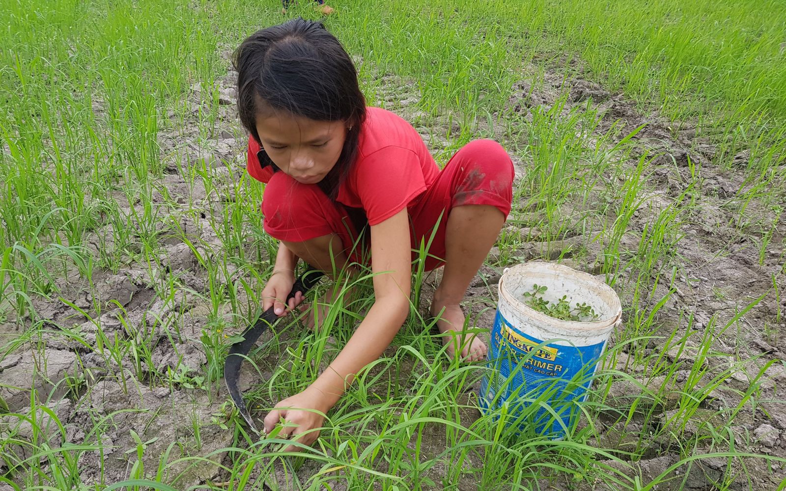 Bắt loài cá chình suối ăn bổ dưỡng ví như "nhân sâm" ở vùng rừng núi Tây Nam Quảng Trị - Ảnh 2.